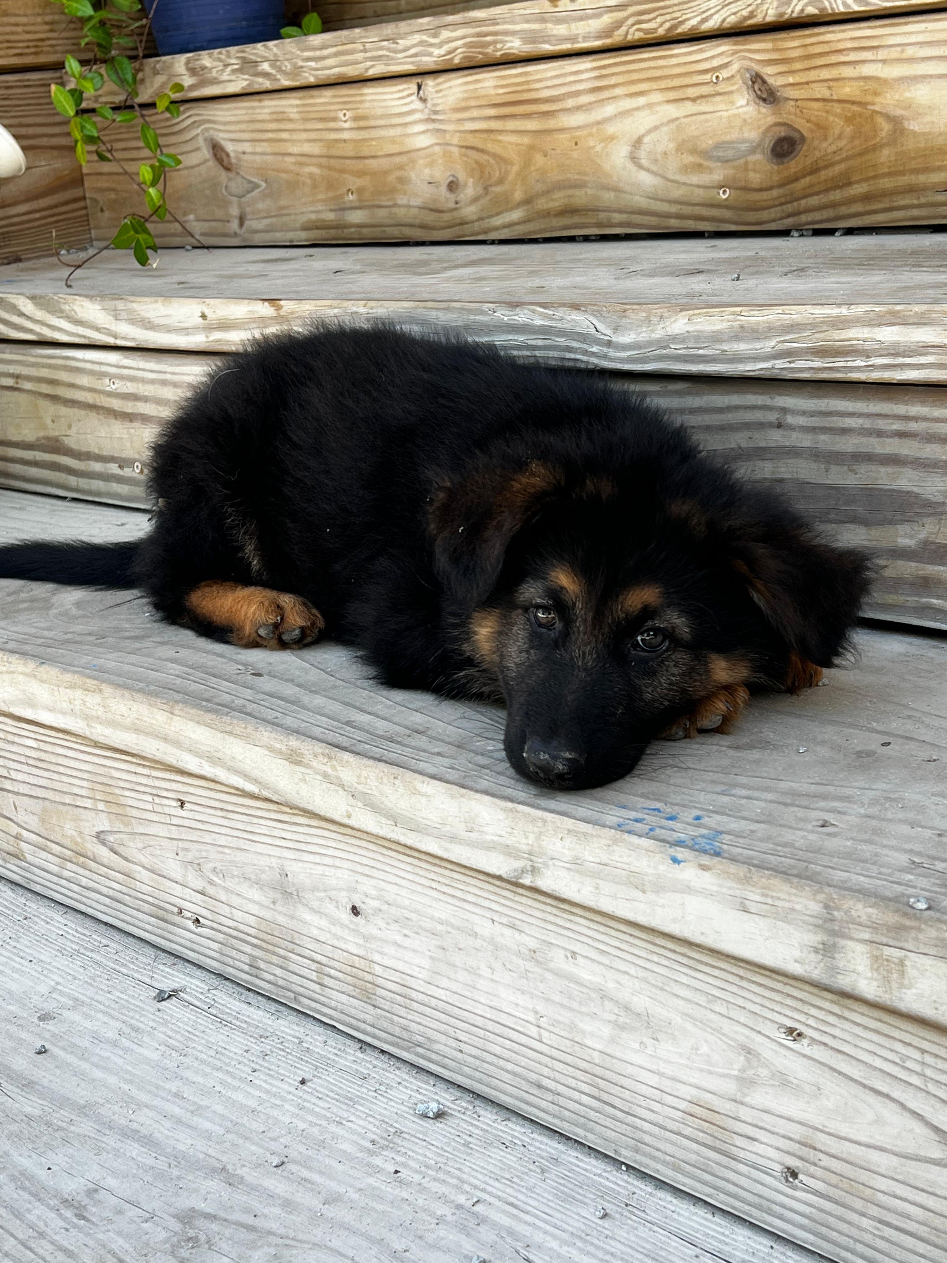 Puppies German shepherd image 1