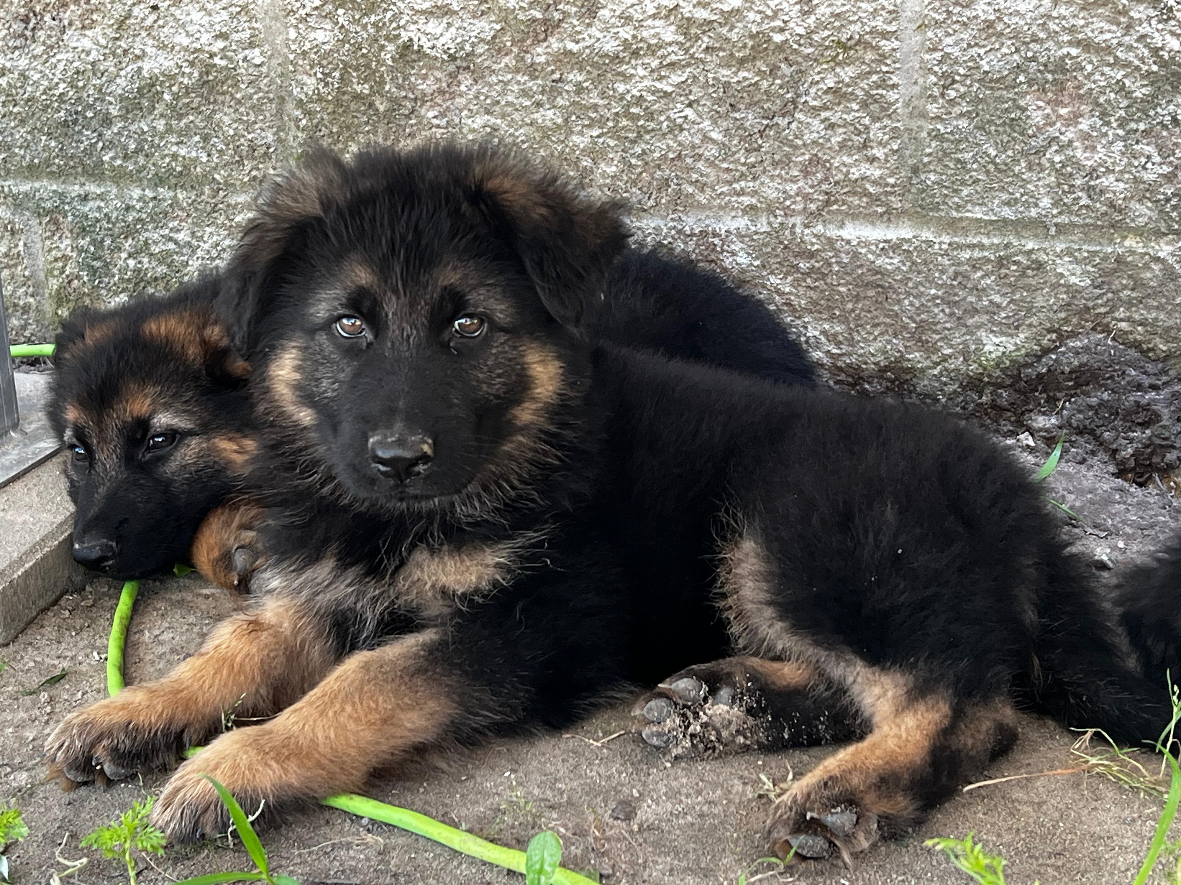 Puppies German shepherd image 4