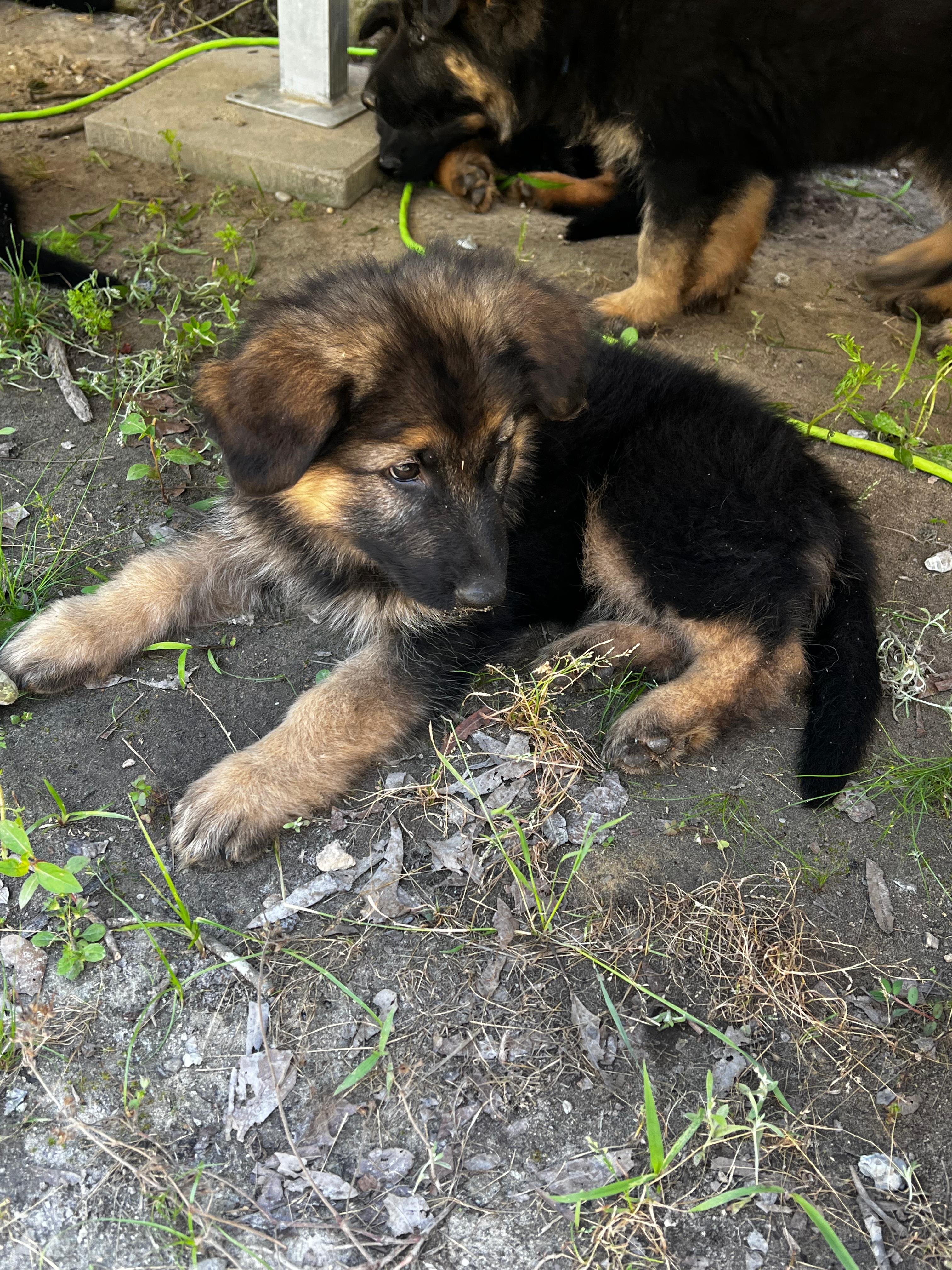 Puppies German shepherd image 3