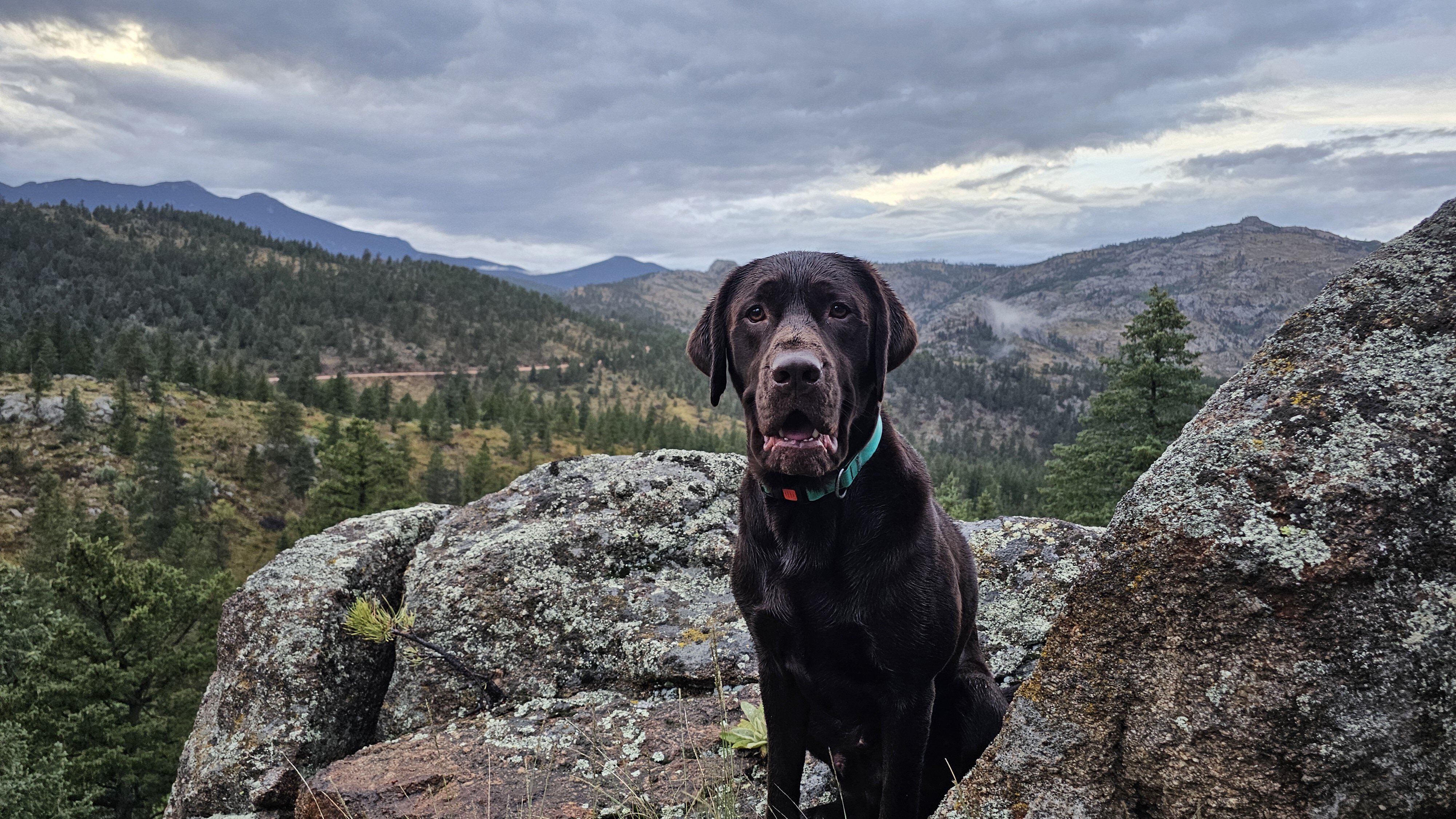 AKC Chocolate Labrador Stud image 1