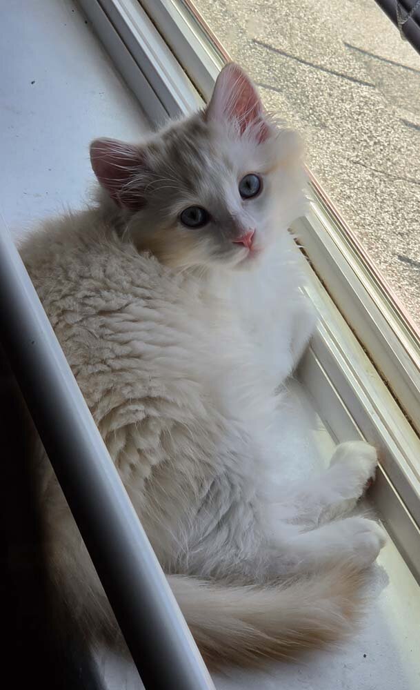 TICA registered Red Lynx bicolor cherubim ragdoll image 3