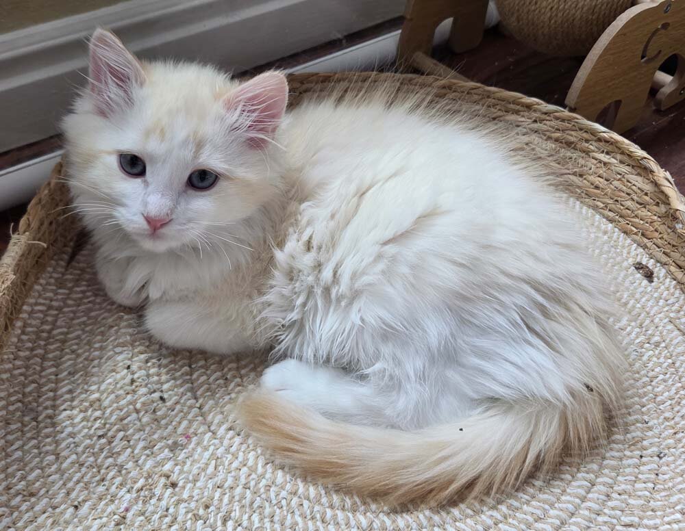 TICA registered Red Lynx bicolor cherubim ragdoll image 1