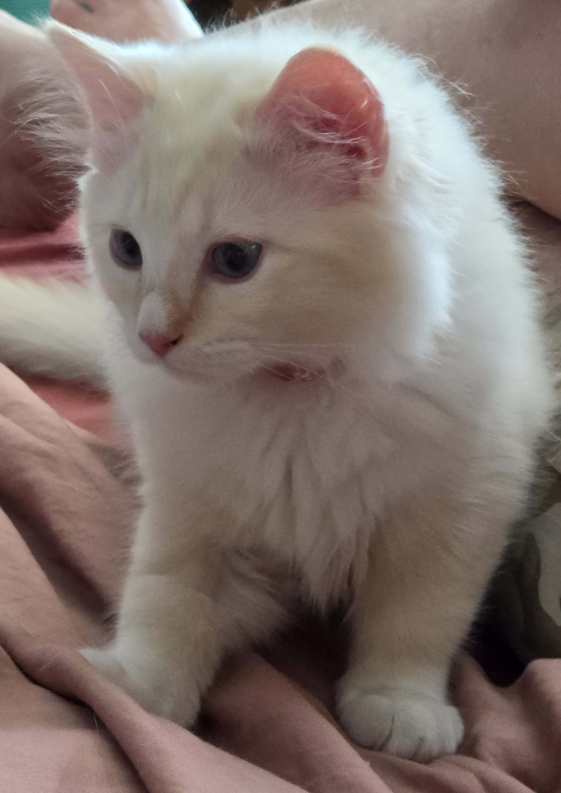 TICA registered Red Lynx mink mitted ragdoll image 1