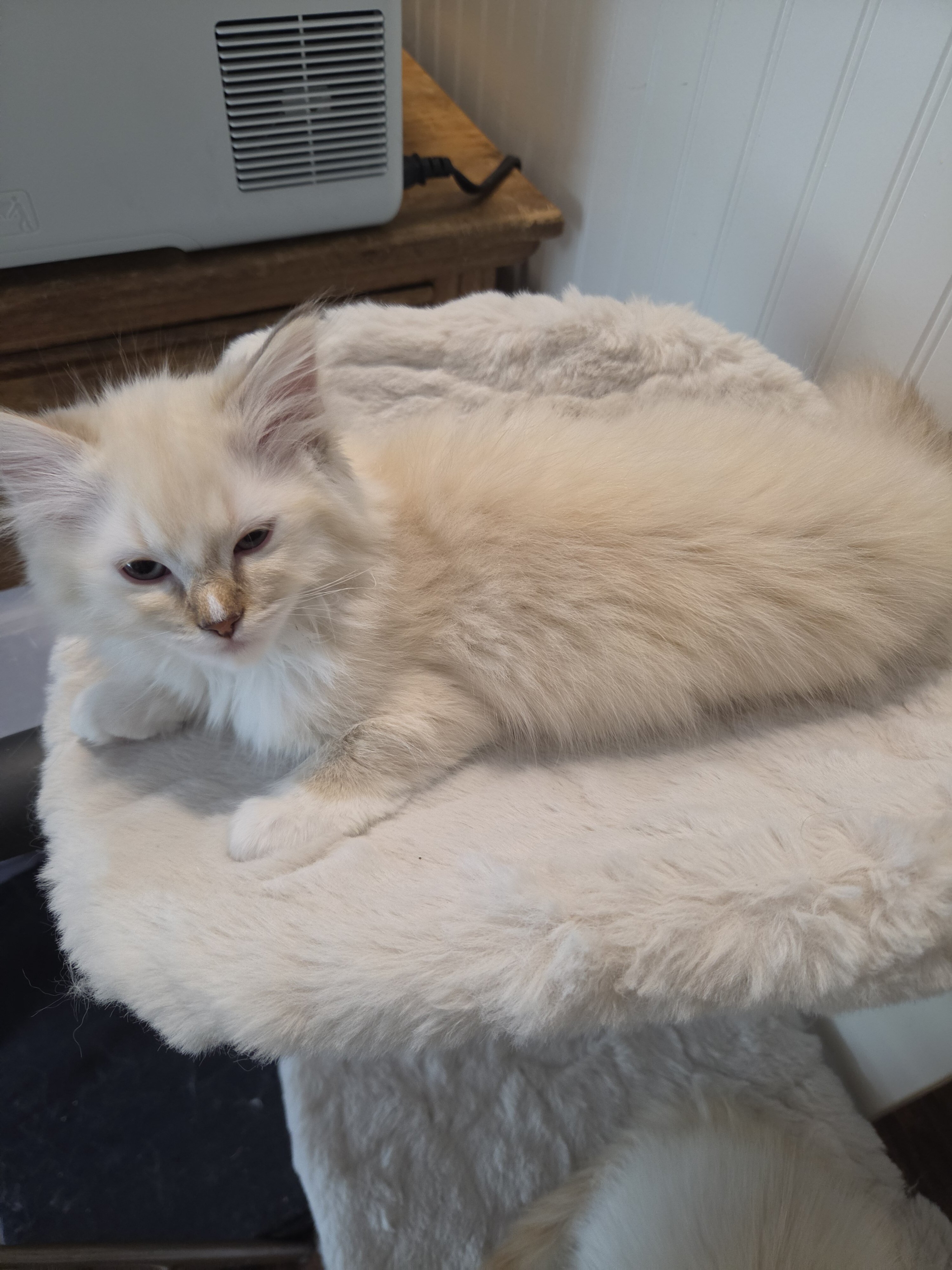 TICA registered chocolate torbie mitted ragdoll image 2
