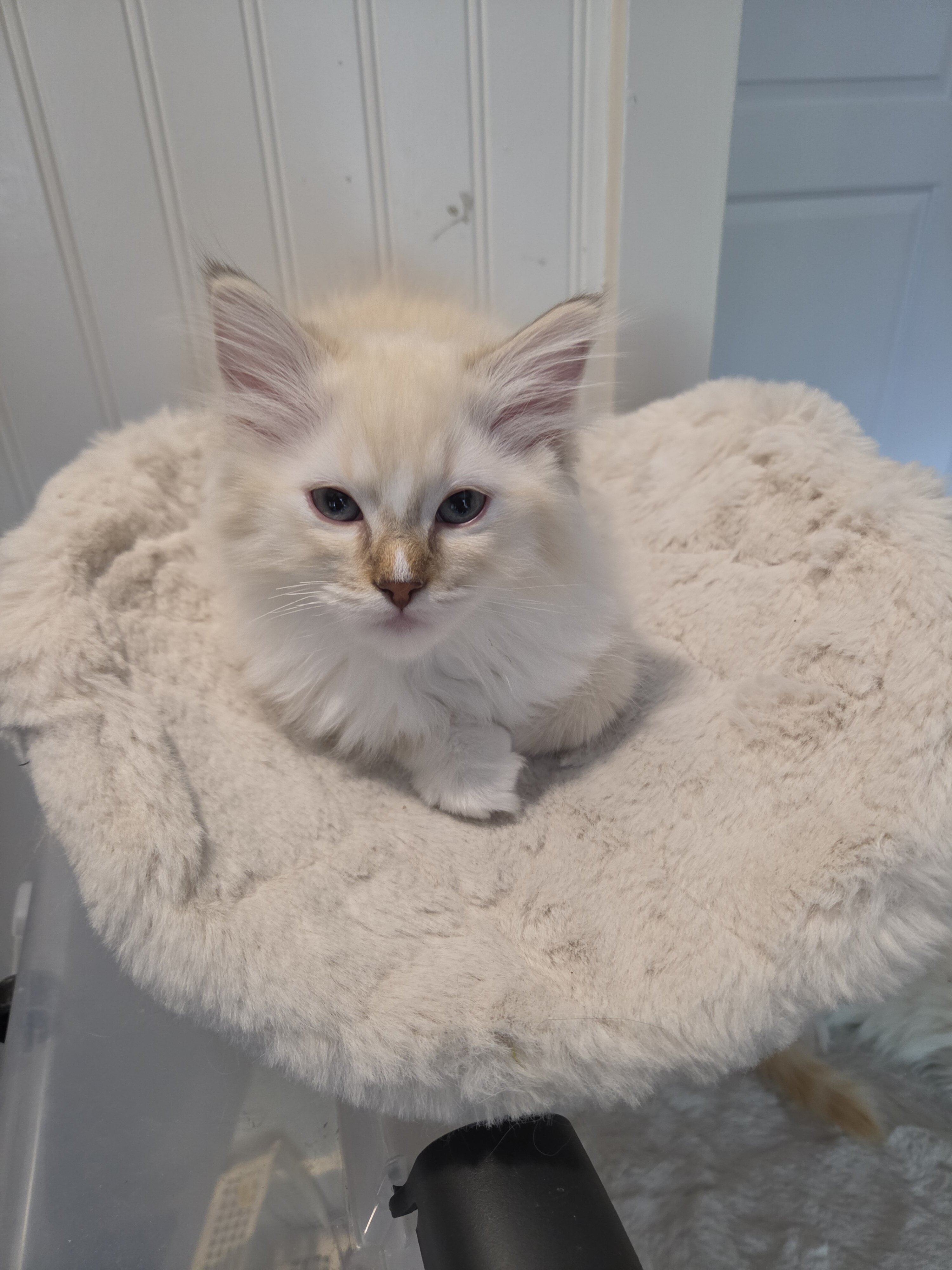 TICA registered chocolate torbie mitted ragdoll image 3