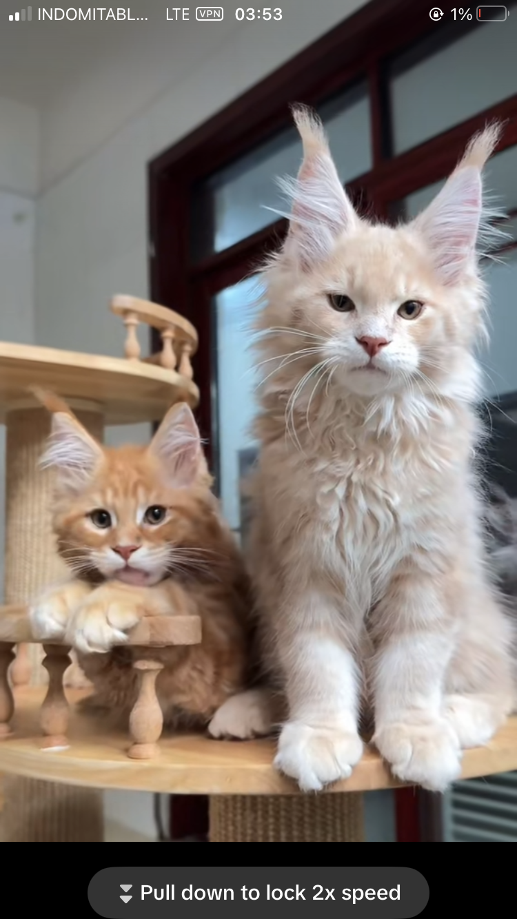 Maine coon kittens image 1