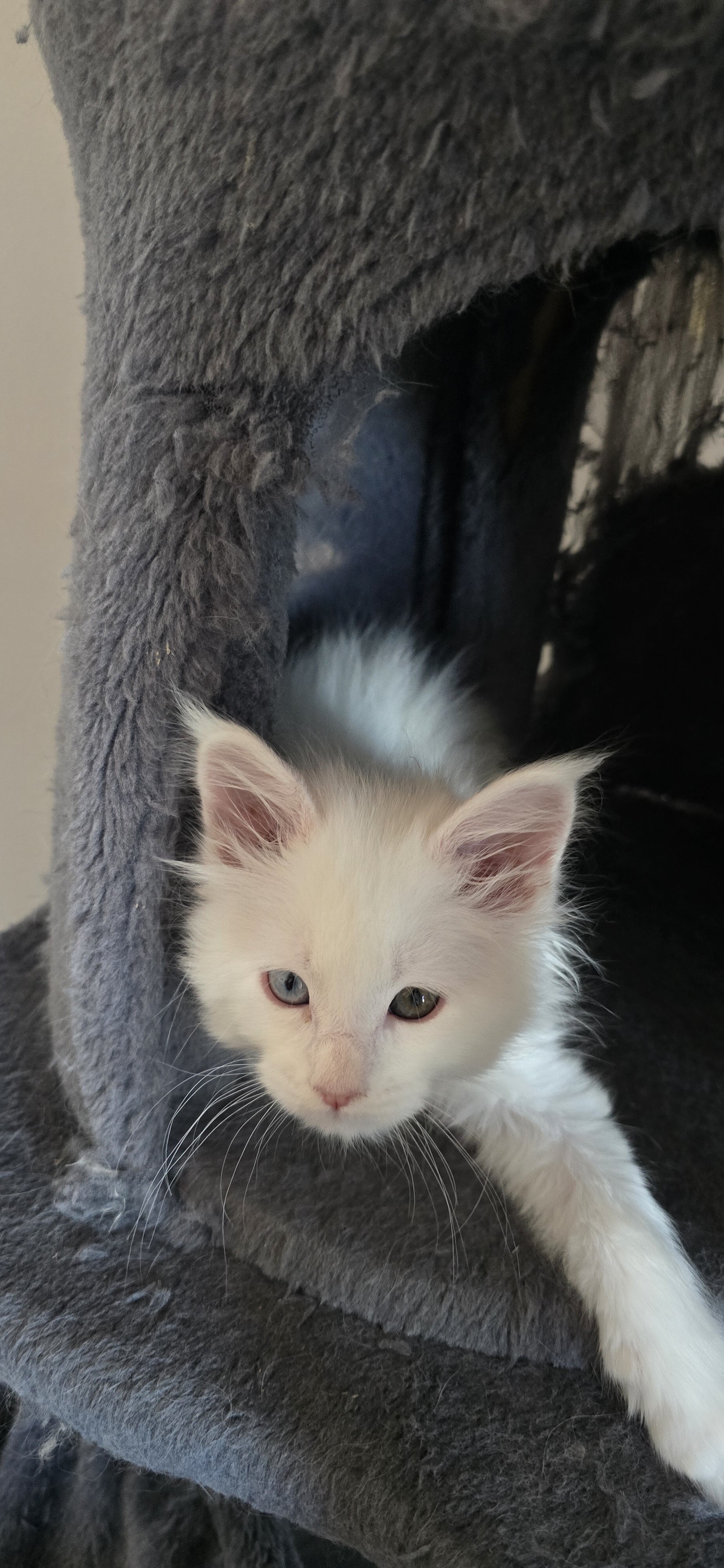 Maine coon Kittens image 1