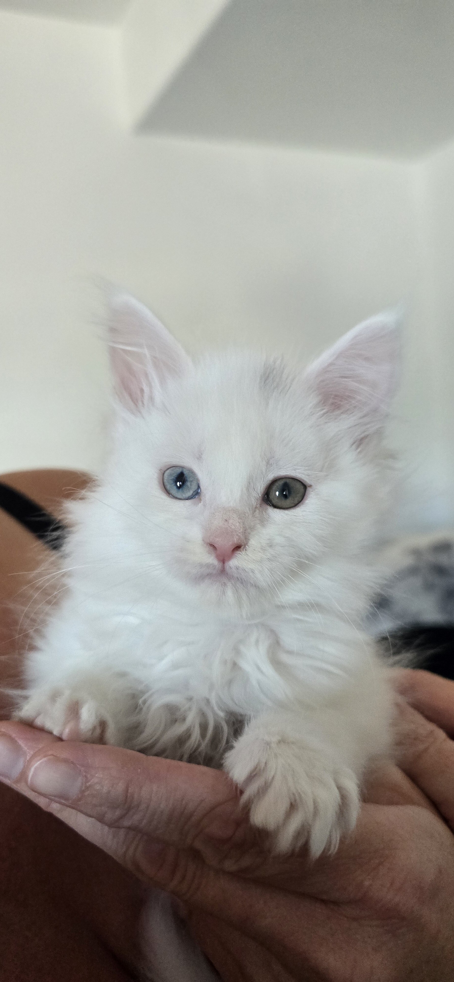 Maine coon Kittens image 8