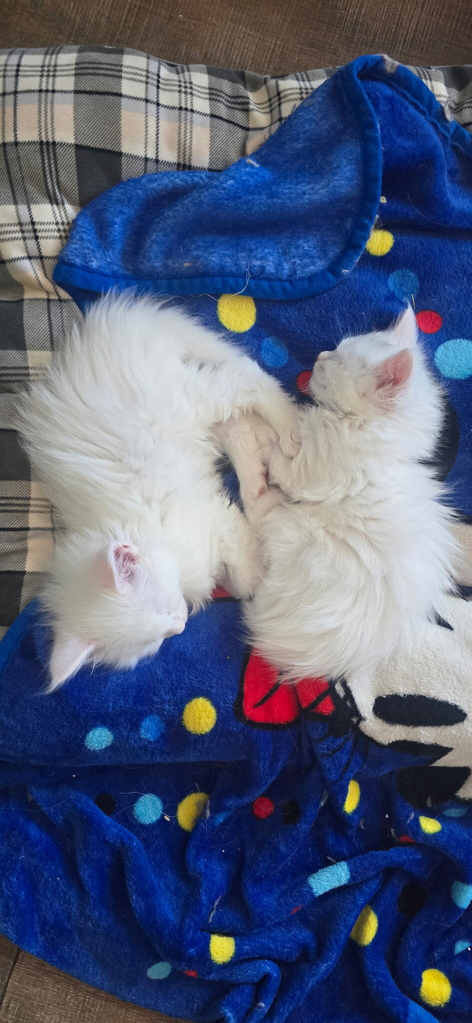 Maine coon Kittens image 4