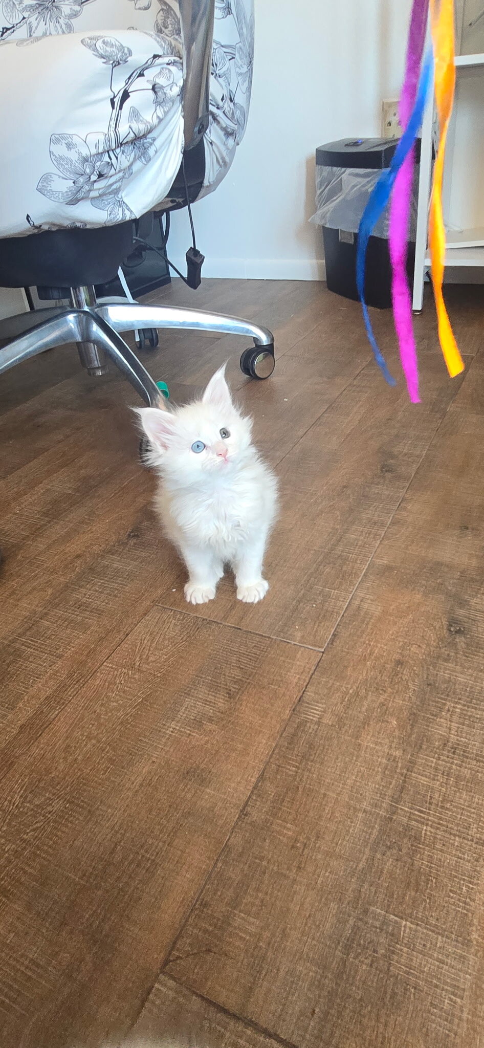 Maine coon Kittens image 3