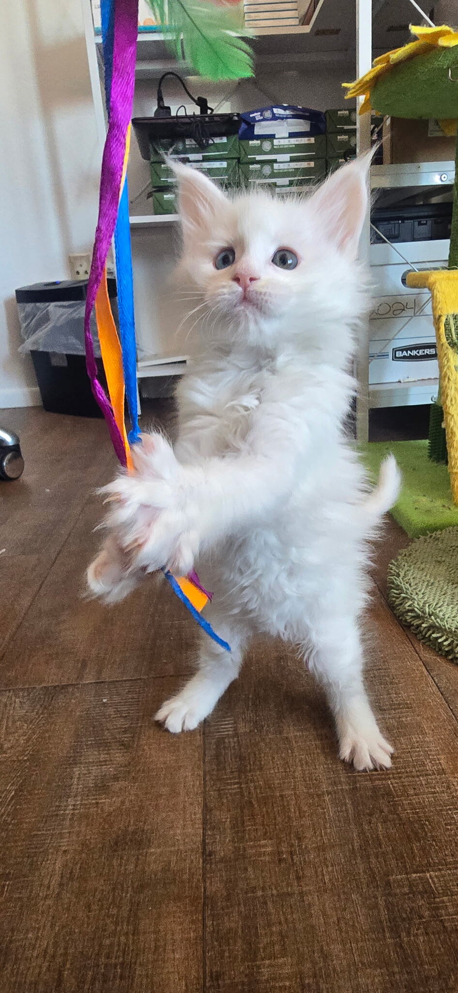 Maine coon Kittens image 2