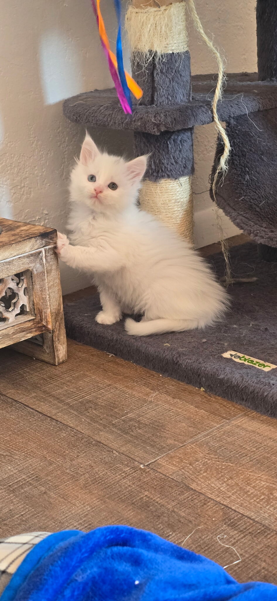 Maine coon Kittens image 5