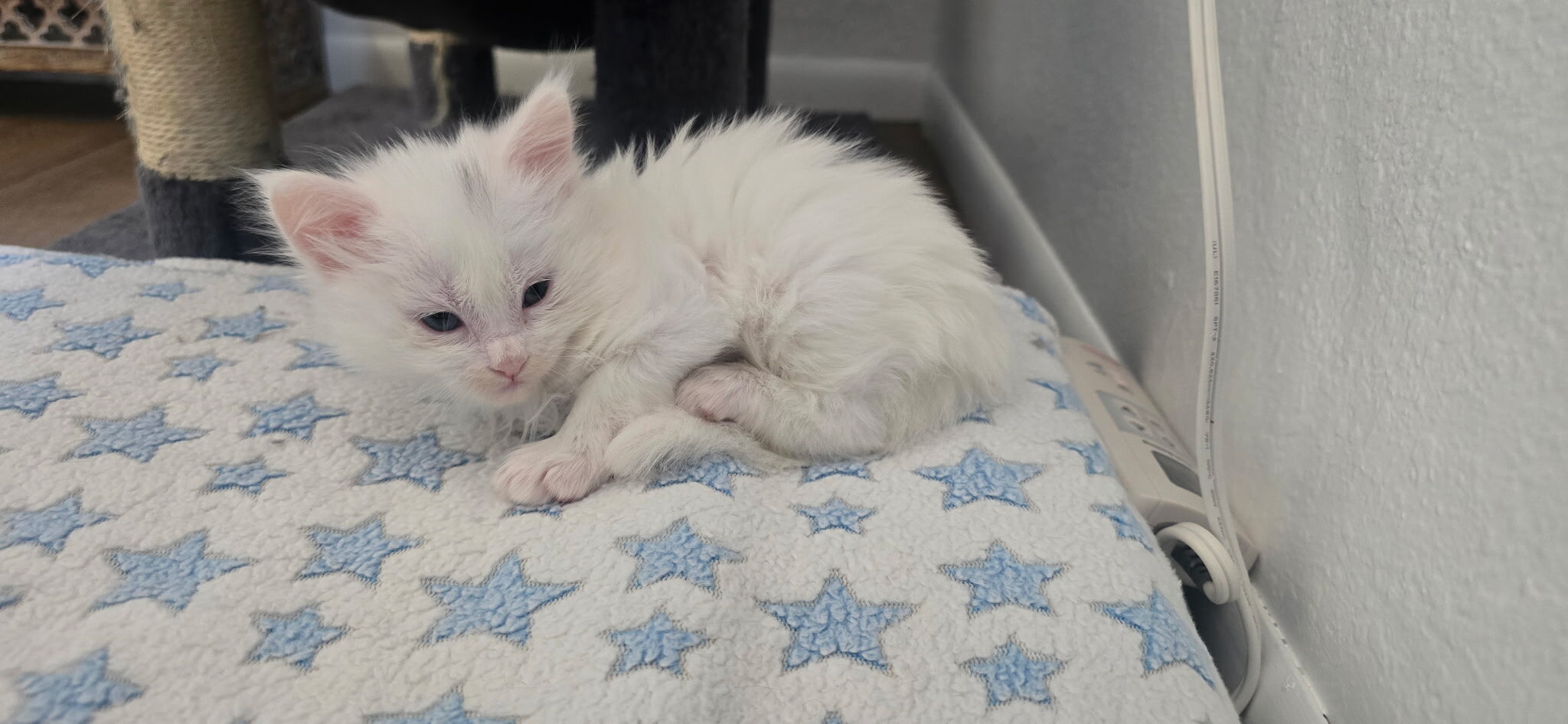 Maine coon Kittens image 7