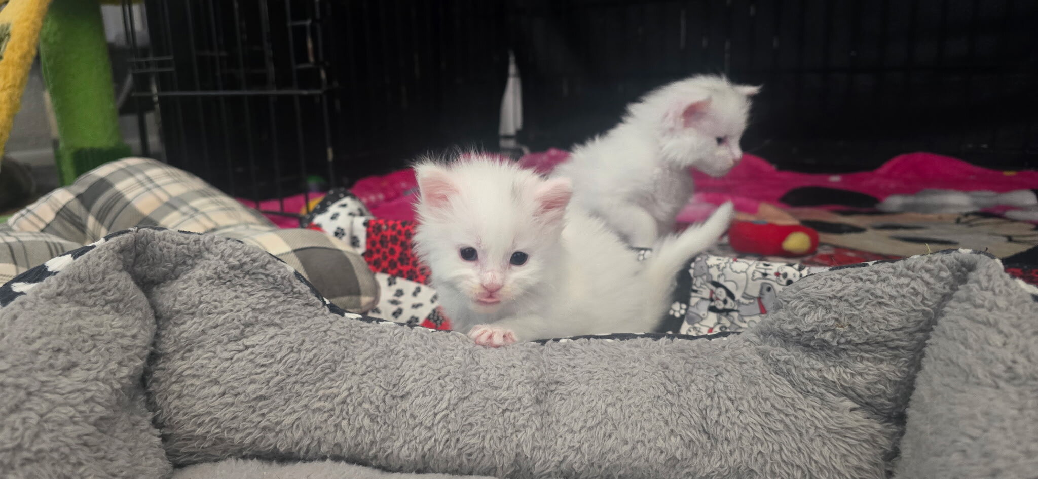Maine coon Kittens image 6