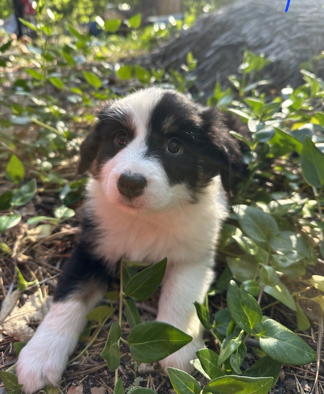 Border Collie/Aussie puppies!! image 2