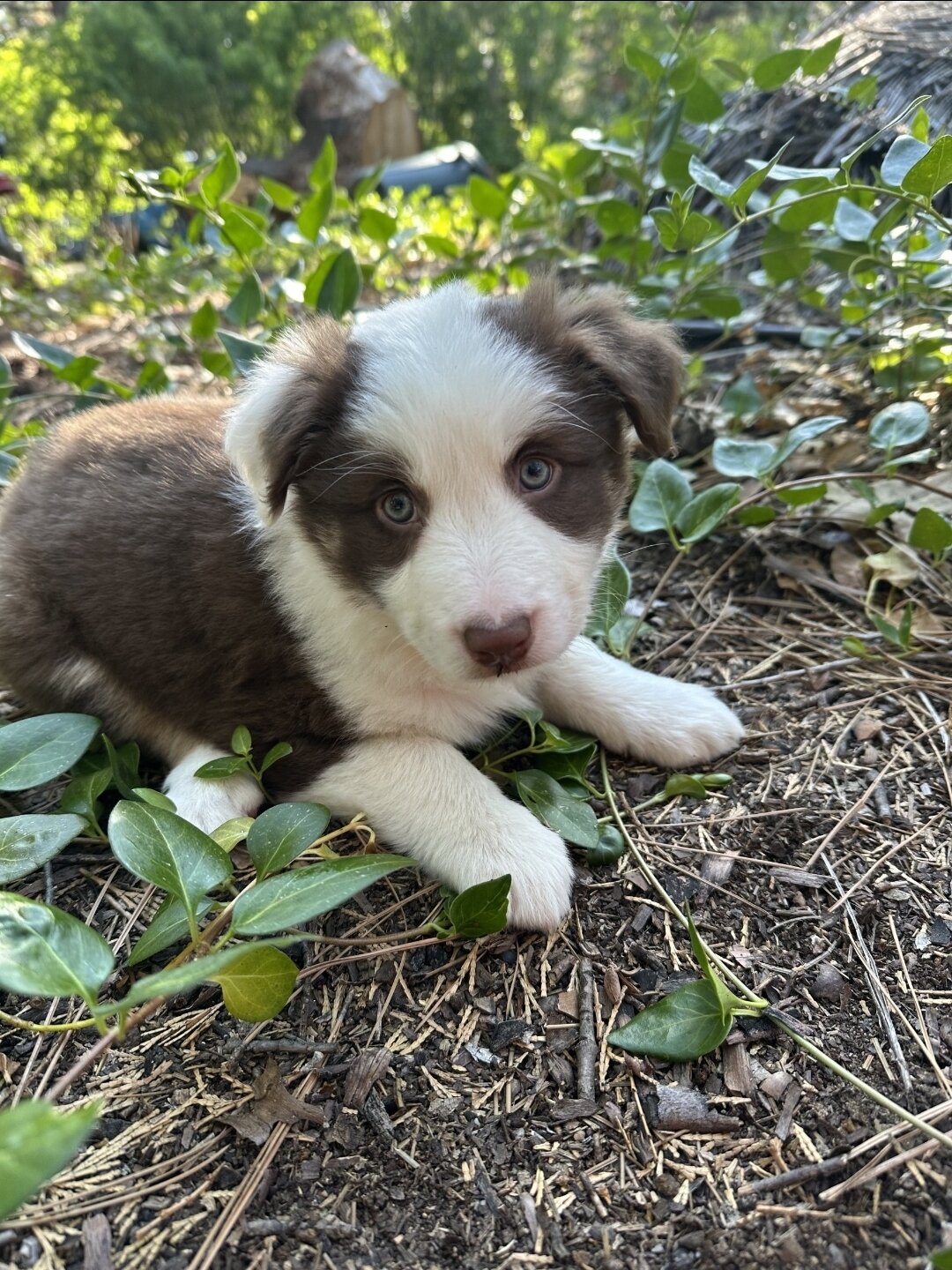 Border Collie/Aussie puppies!! image 3