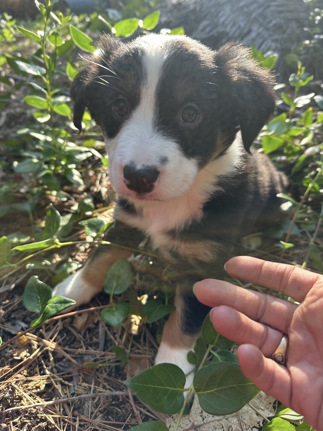 Border Collie/Aussie puppies!! image 4