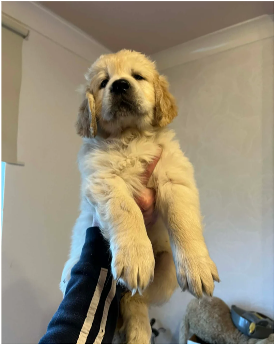 Beautiful Golden Retriever Puppies – 2 Boys & 2 Gi image 2