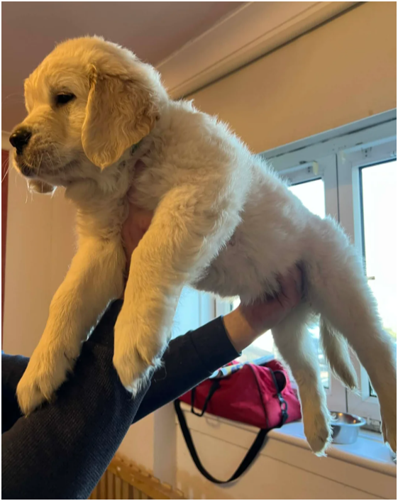 Beautiful Golden Retriever Puppies – 2 Boys & 2 Gi image 3
