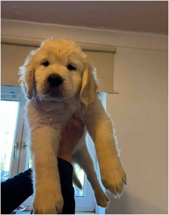 Beautiful Golden Retriever Puppies – 2 Boys & 2 Gi image 5
