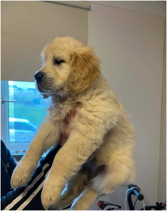 Beautiful Golden Retriever Puppies – 2 Boys & 2 Gi image 8