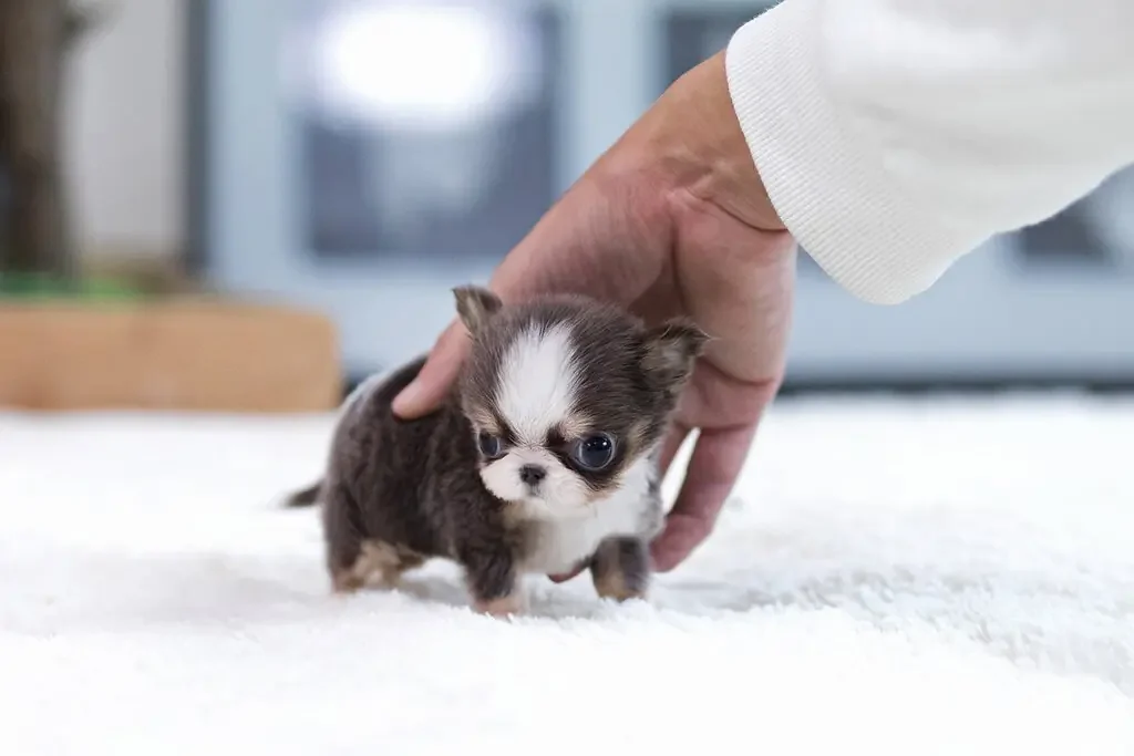 mini teacup Chihuahua puppies for sale image 3