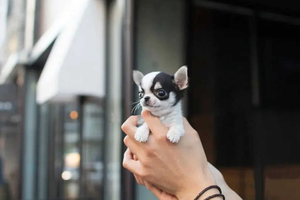mini teacup Chihuahua puppies for sale image 1