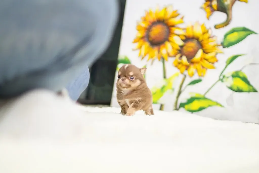 mini teacup Chihuahua puppies for sale image 2