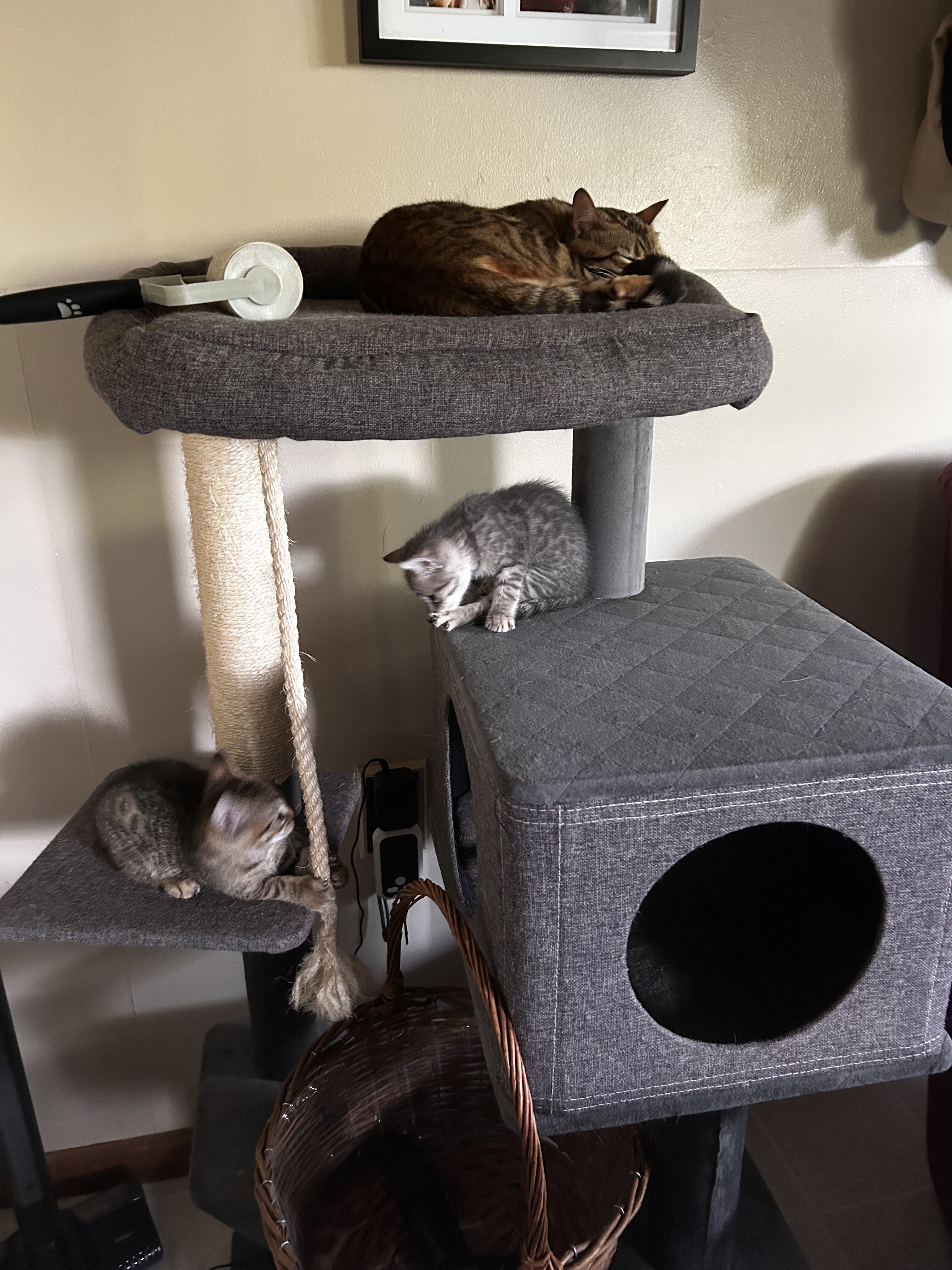 Kittens image 4