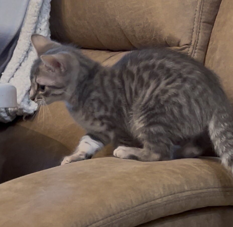 Kittens image 3