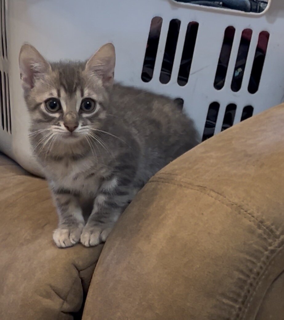 Kittens image 2