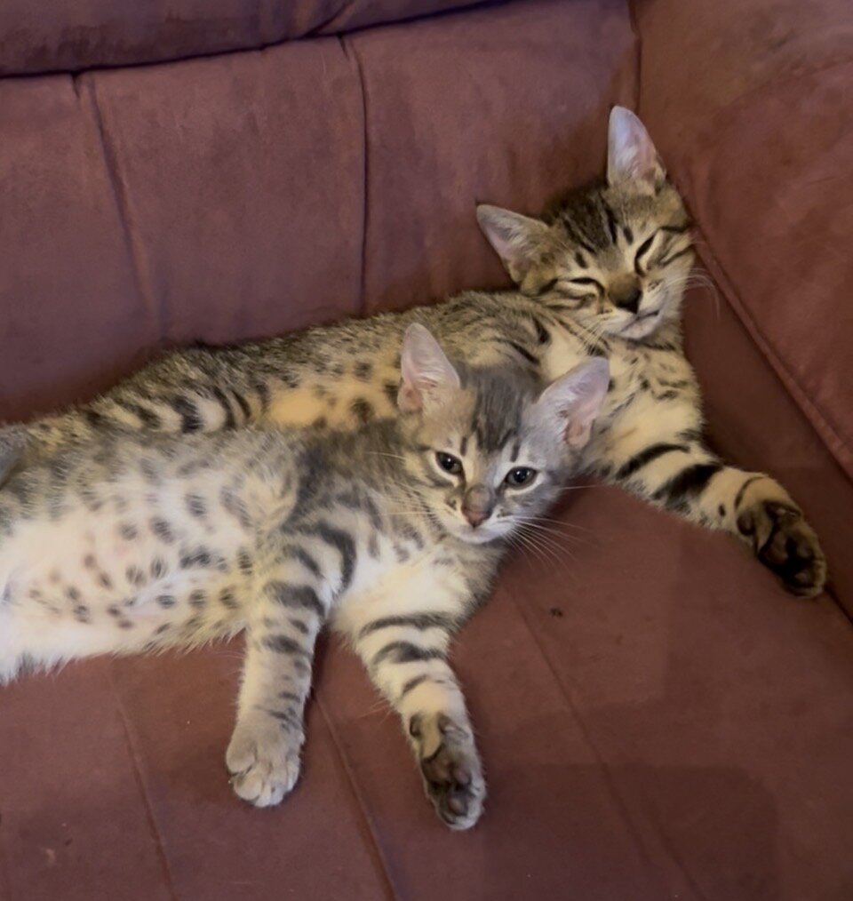 Kittens image 1