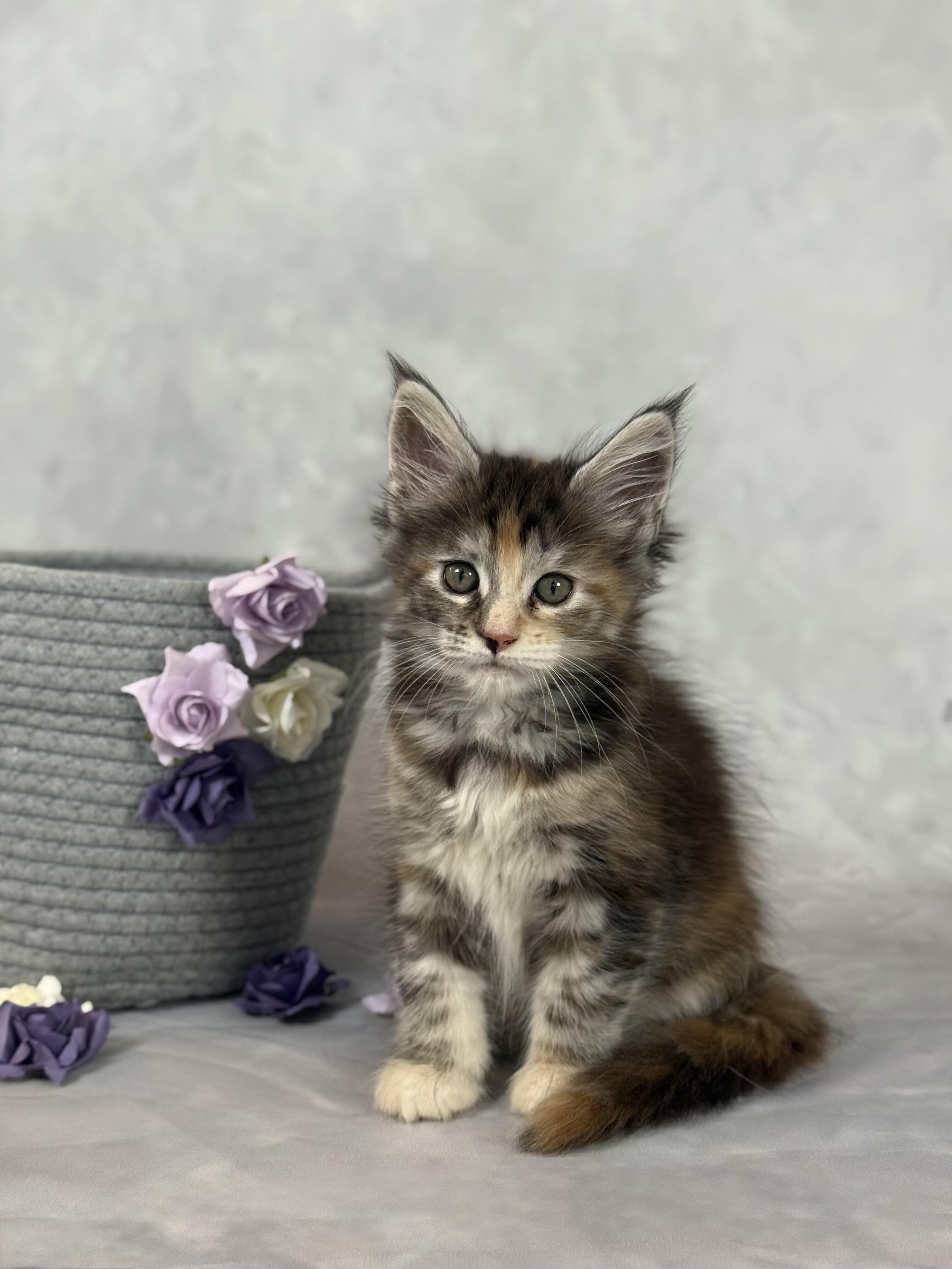 Maine Coon Kittens from Champion parents image 4
