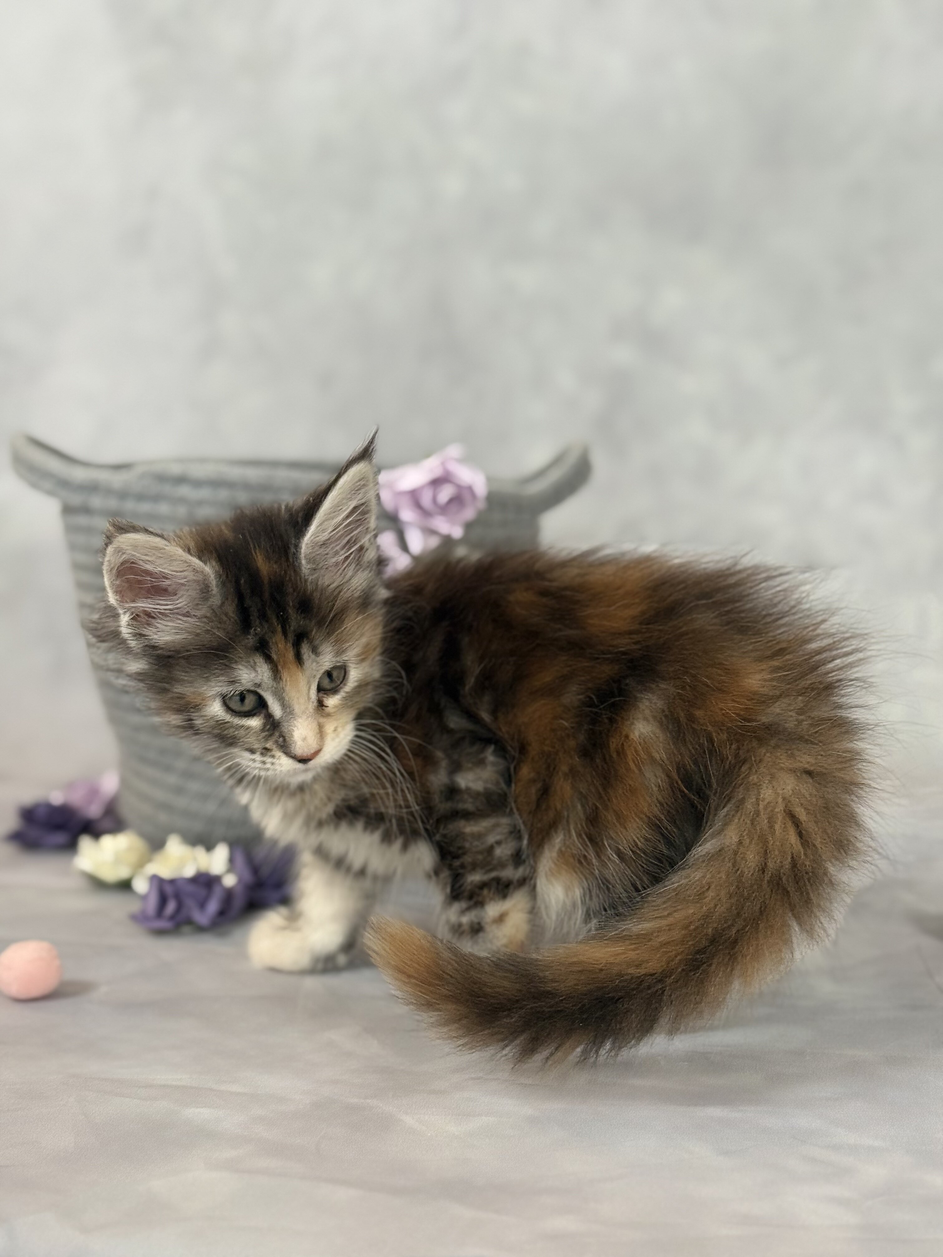 Maine Coon Kittens from Champion parents image 6