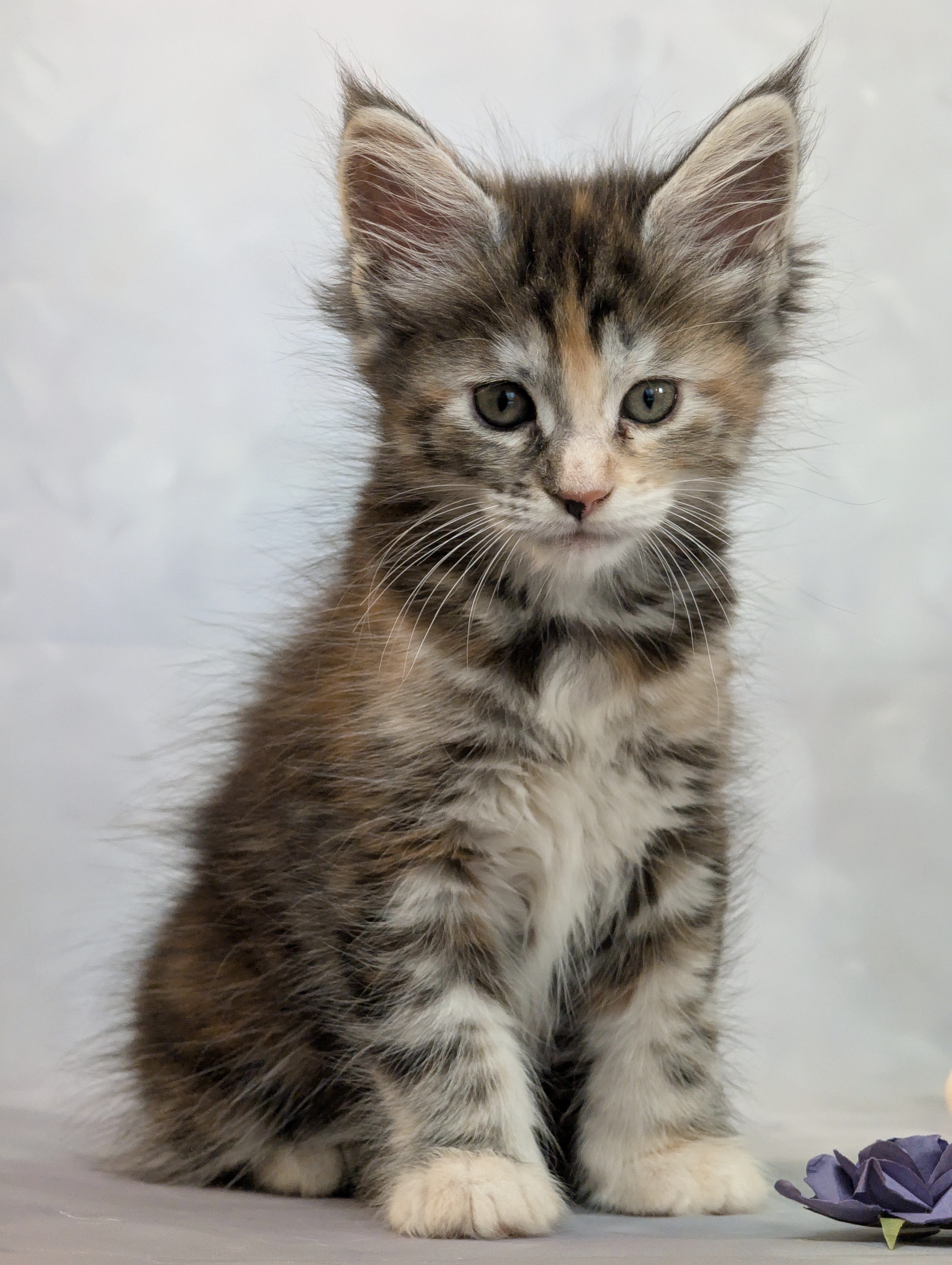 Maine Coon Kittens from Champion parents image 7