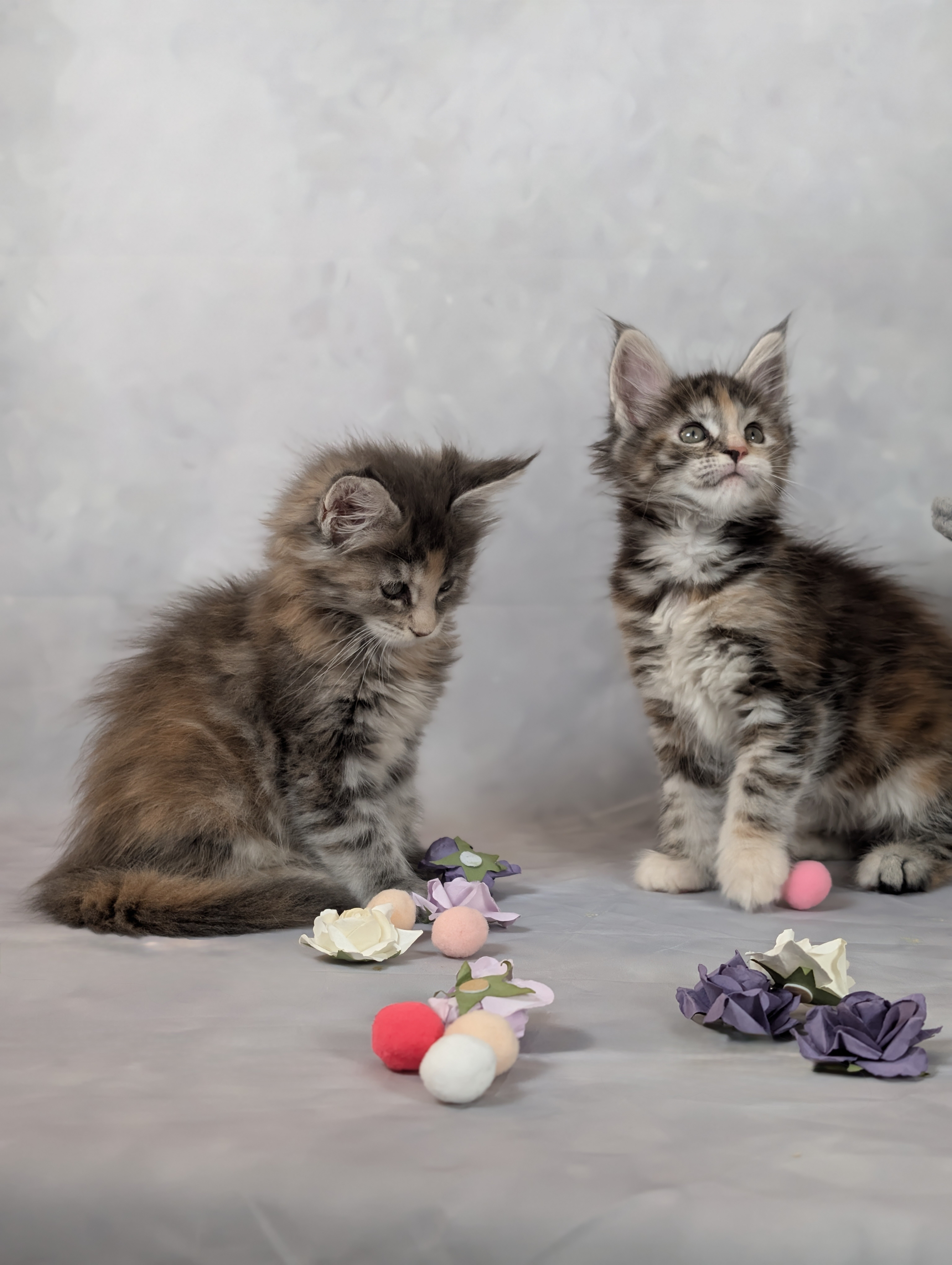 Maine Coon Kittens from Champion parents image 8