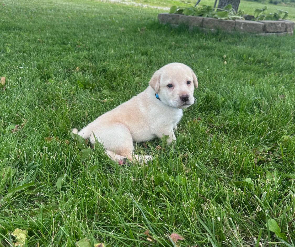 AKC Callie image 2