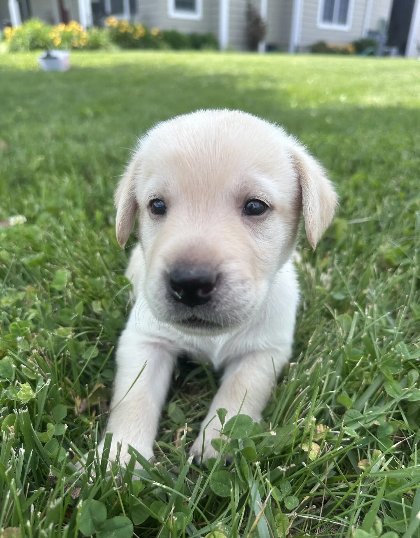 AKC Callie image 1