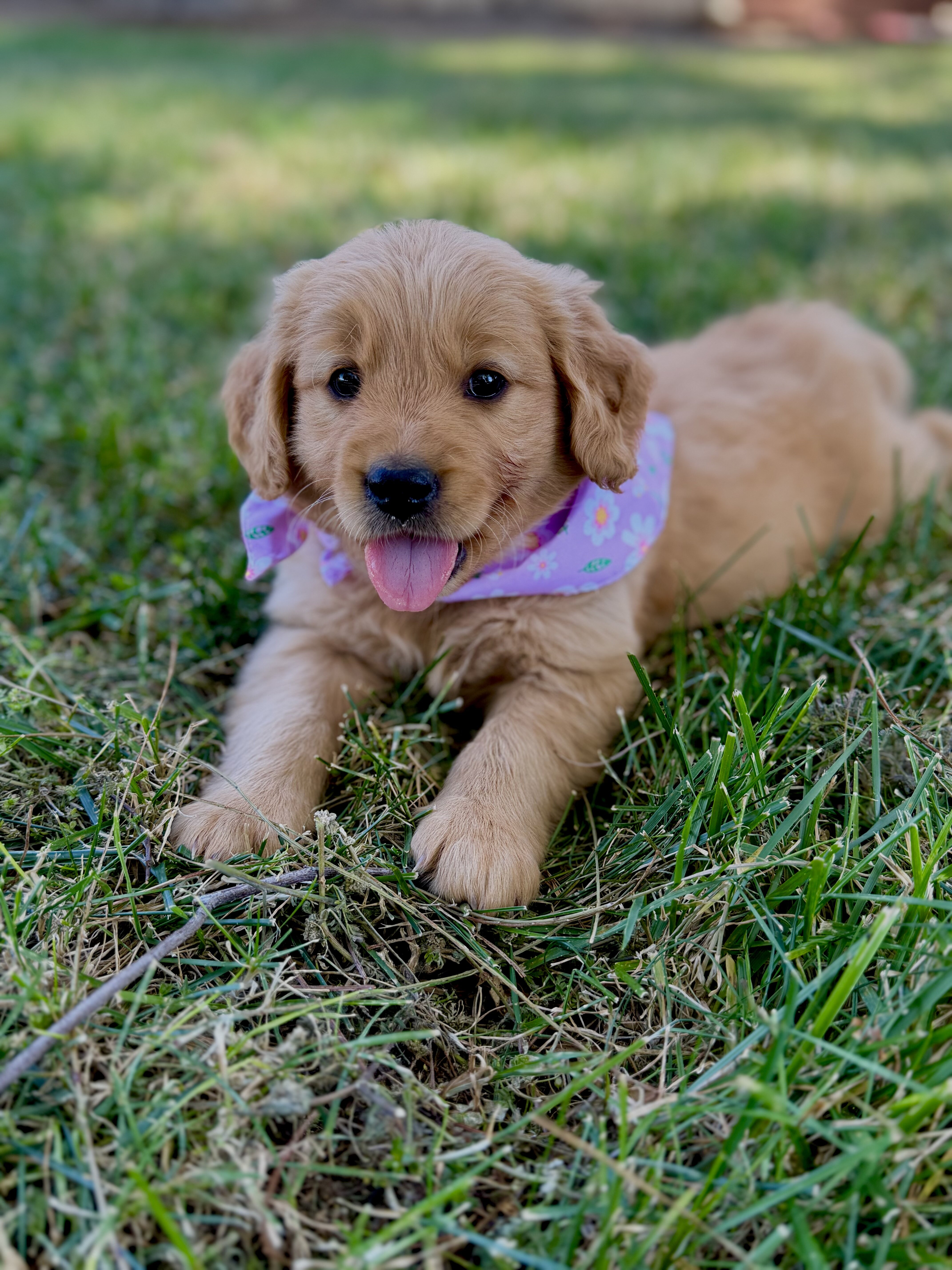 Golden Retrievers image 5