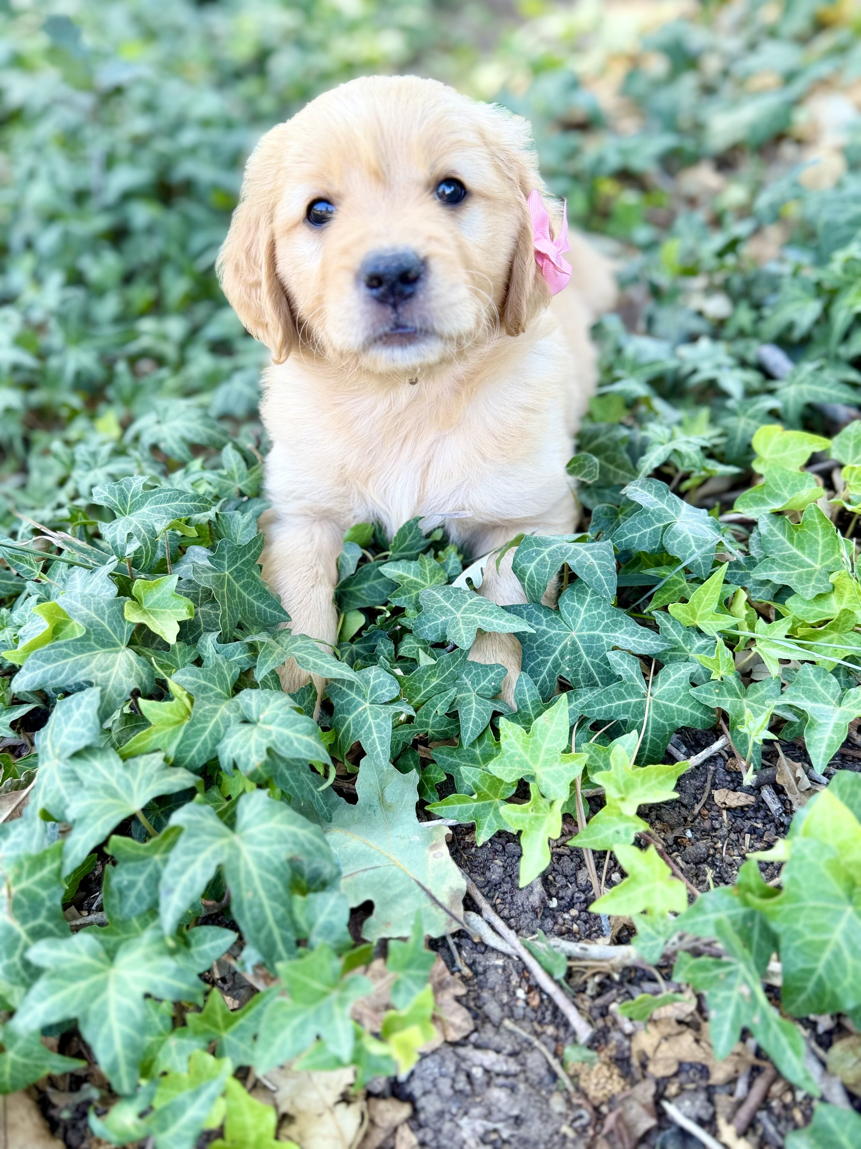 Golden Retrievers image 4