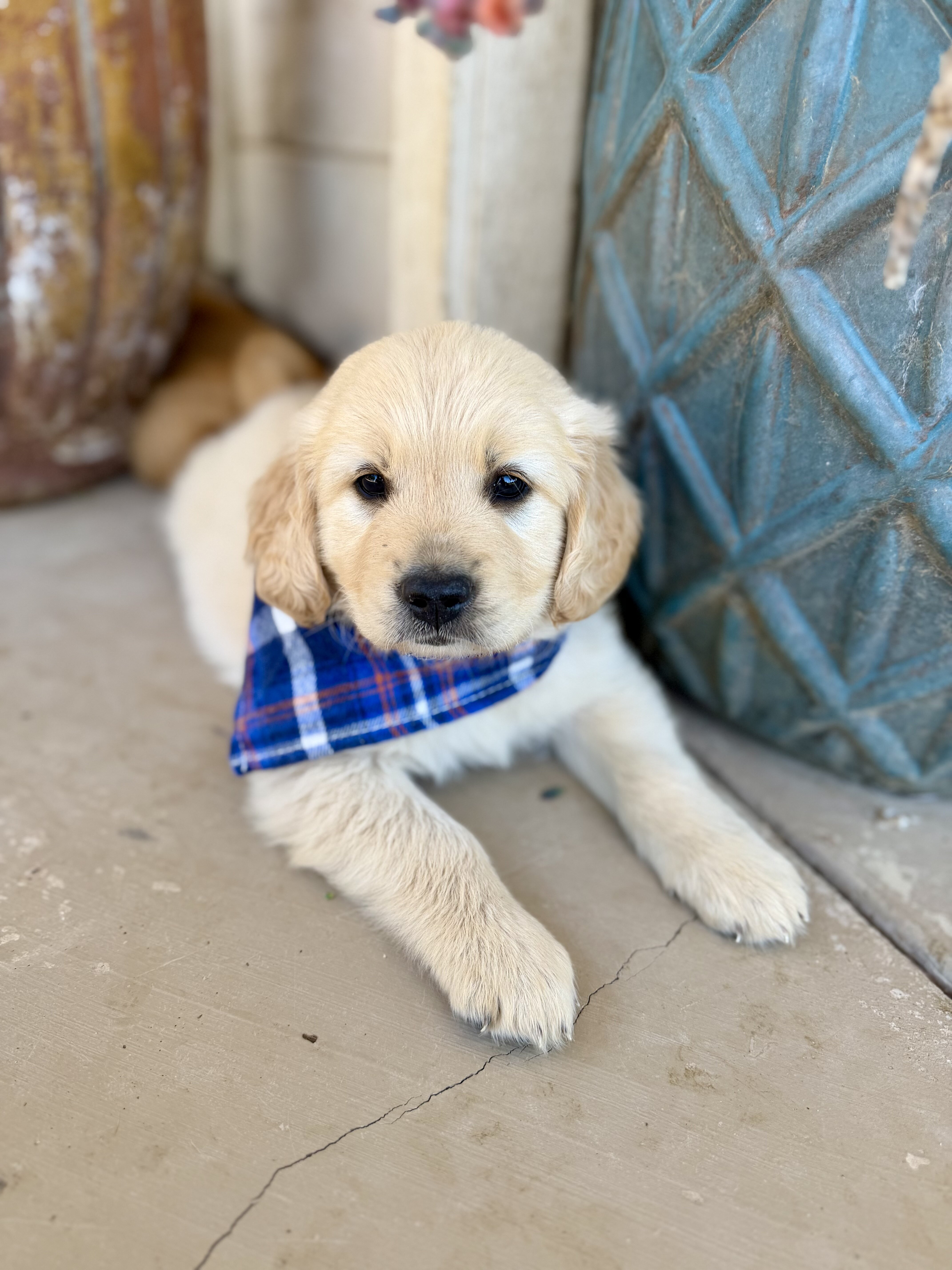 Golden Retrievers image 1