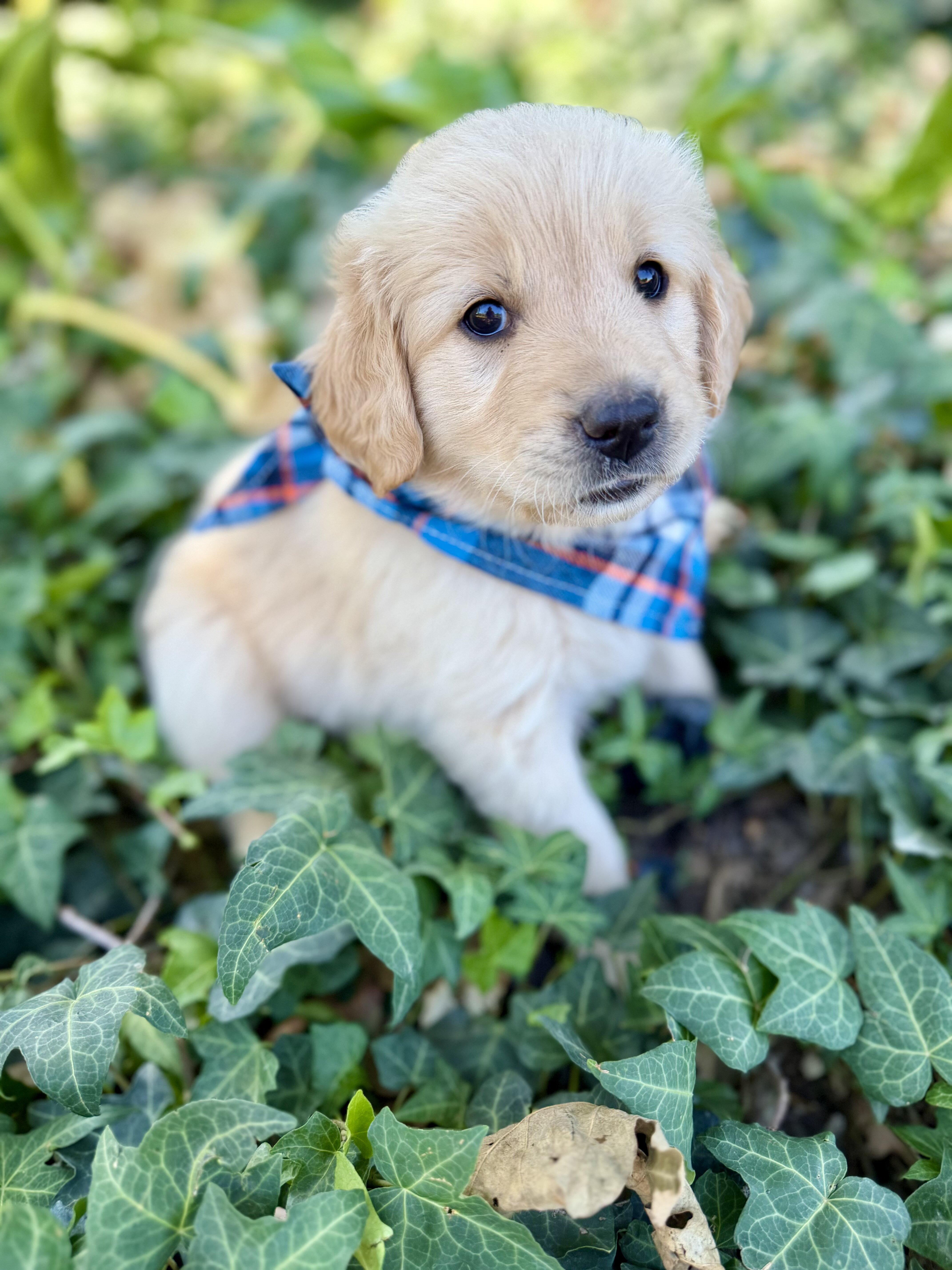 Golden Retrievers image 2