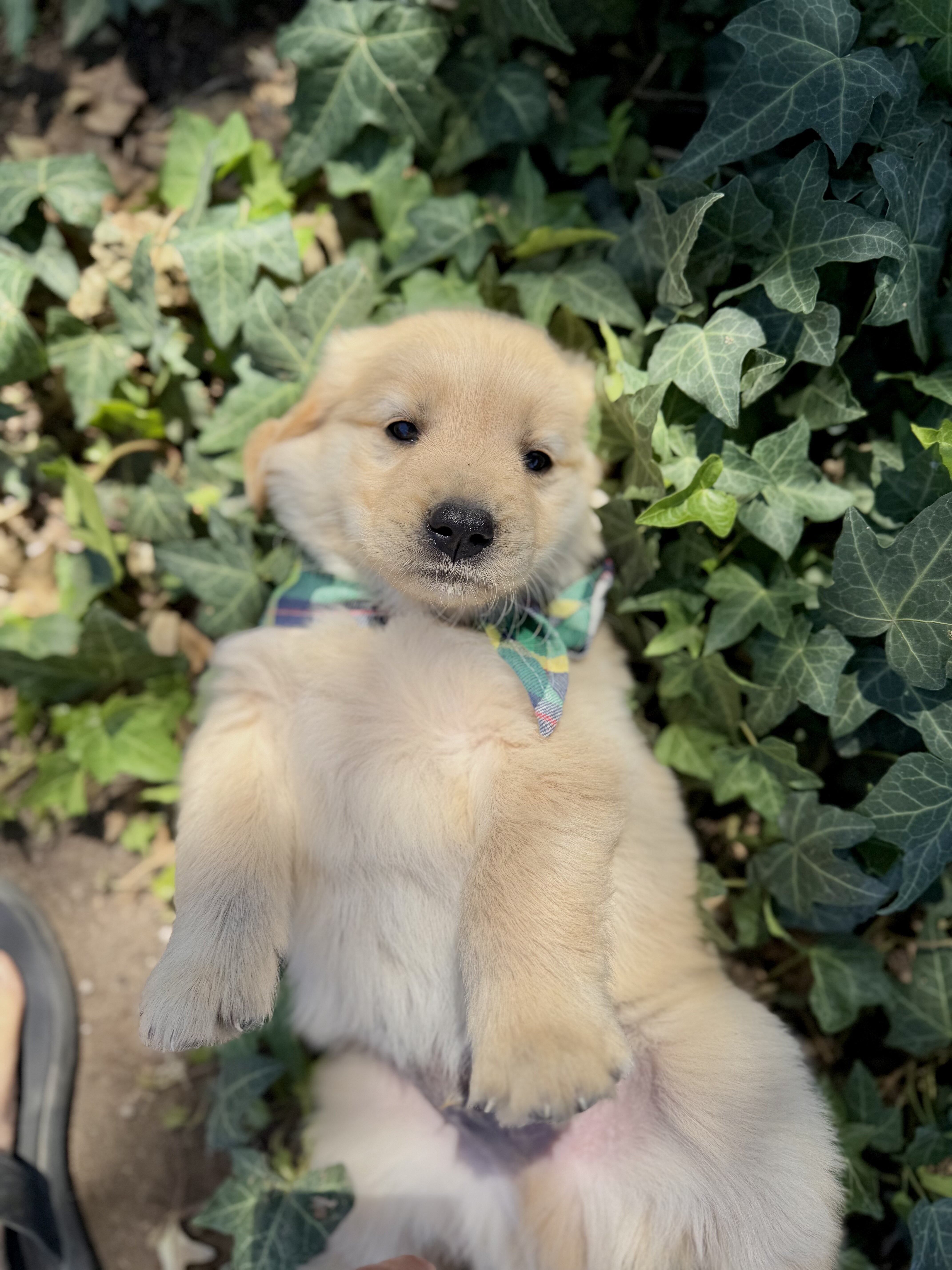 Golden Retrievers image 3