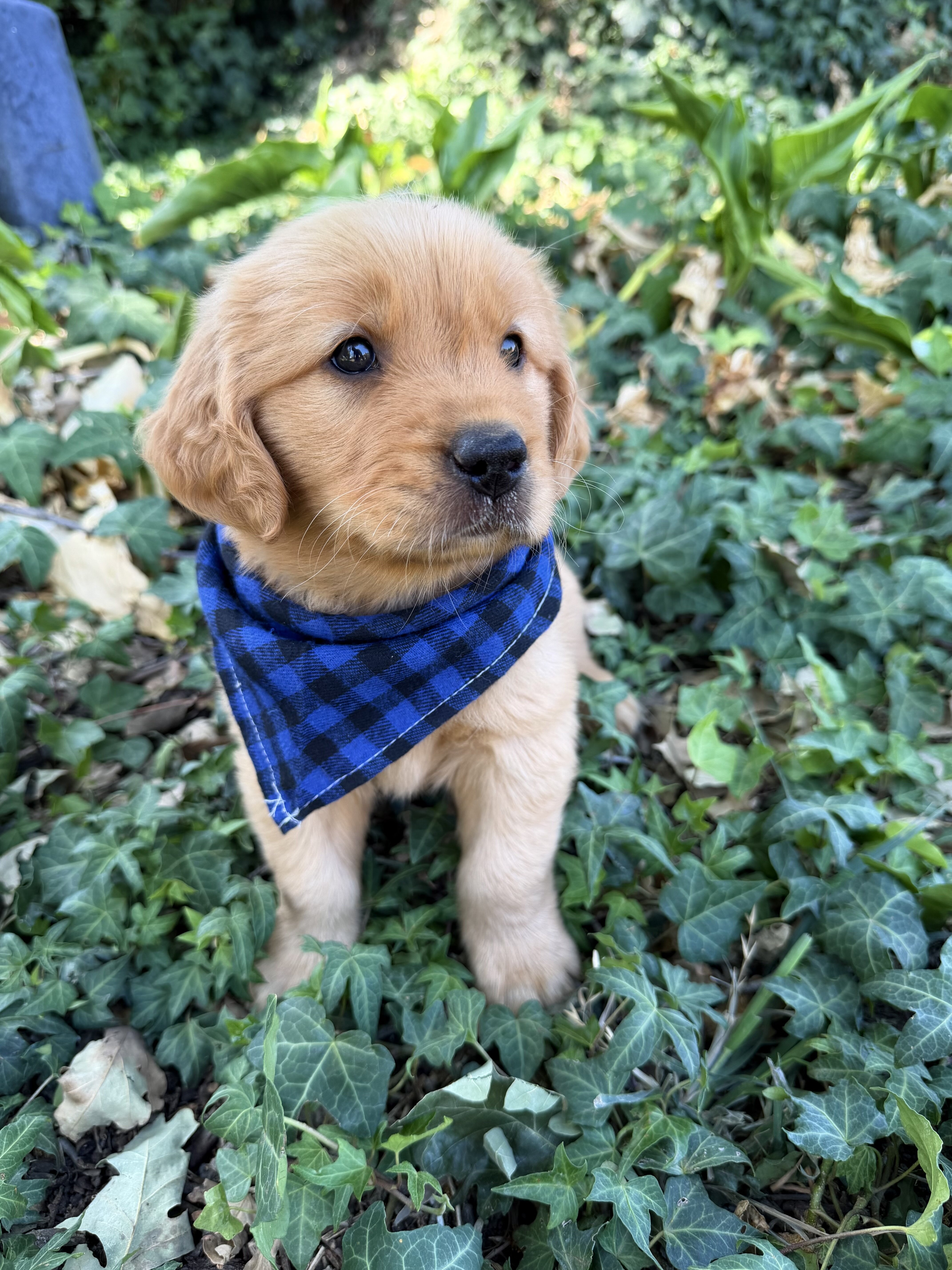 Golden retriever image 1
