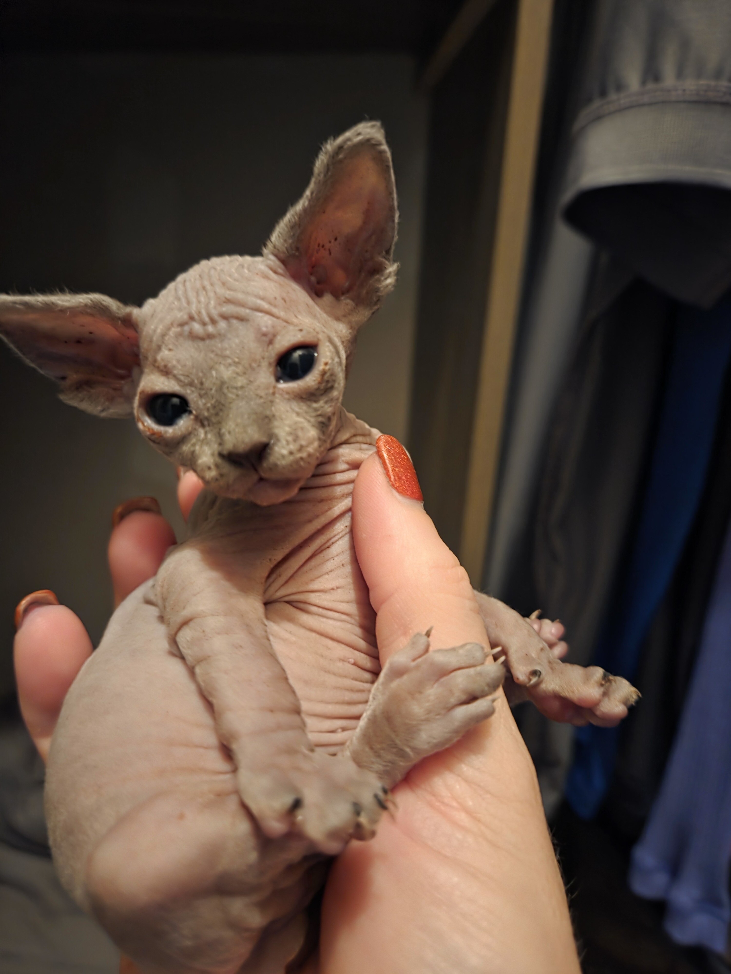 Sphynx kittens image 1