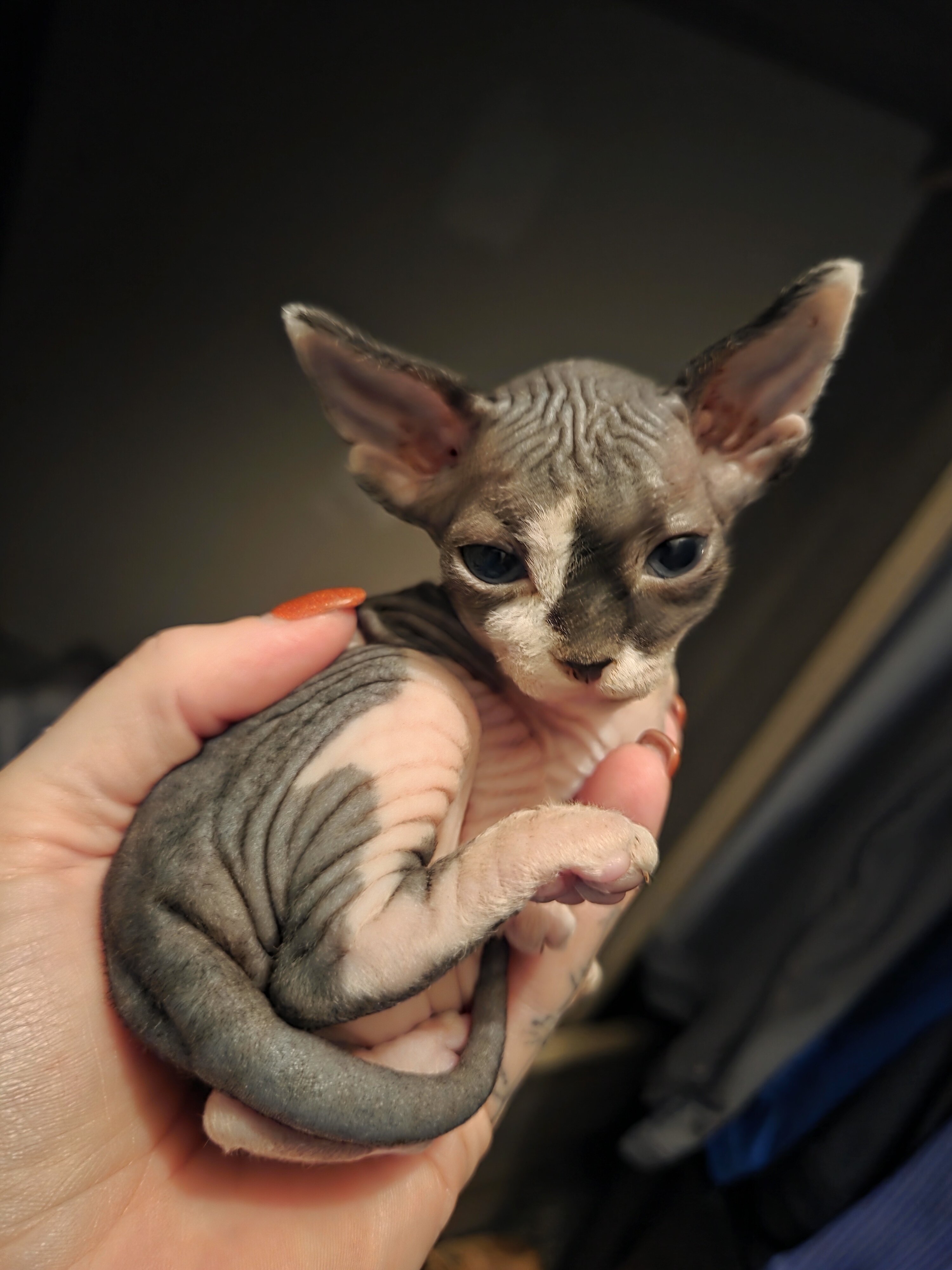 Sphynx kittens image 2