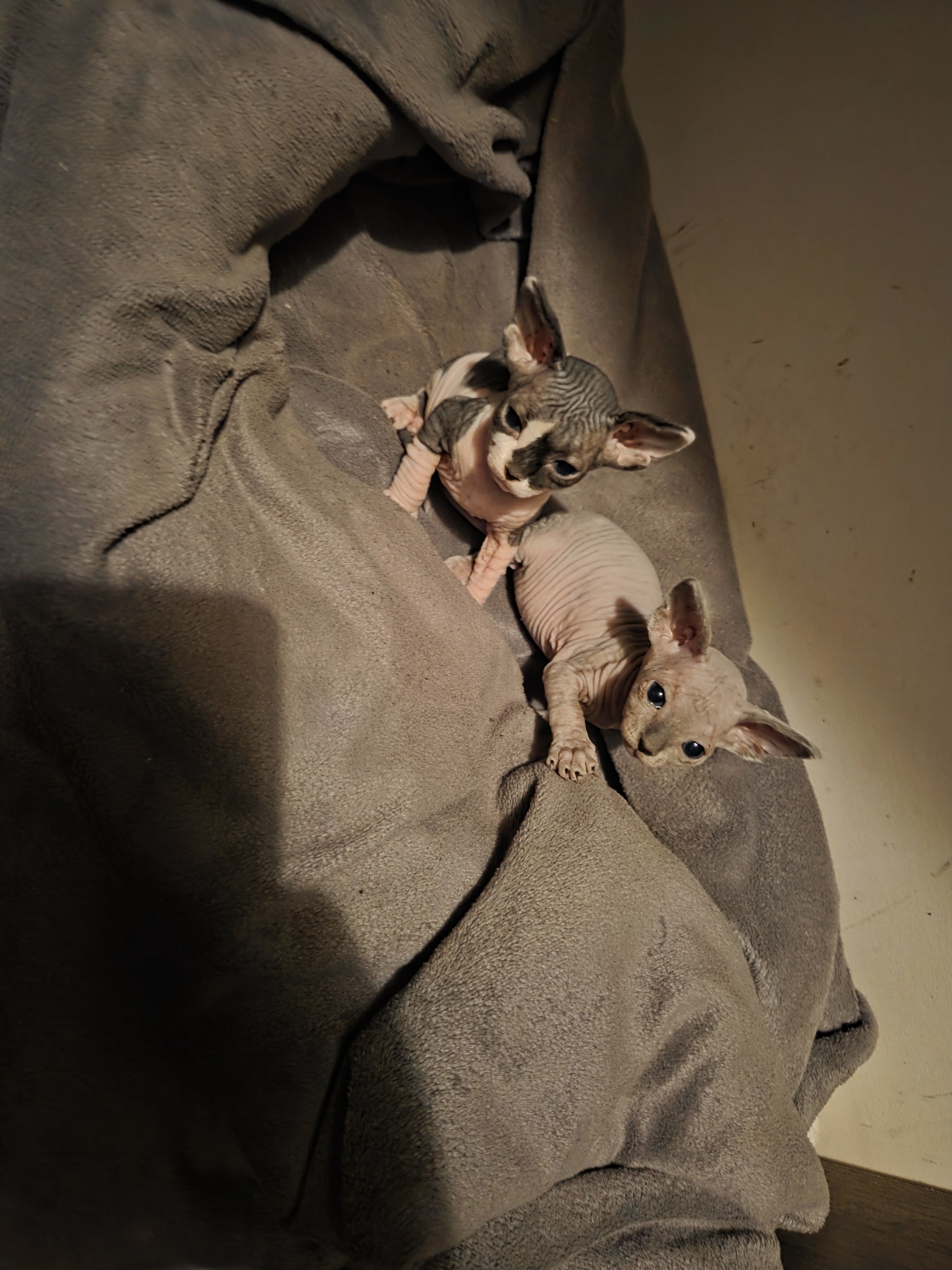 Sphynx kittens image 3