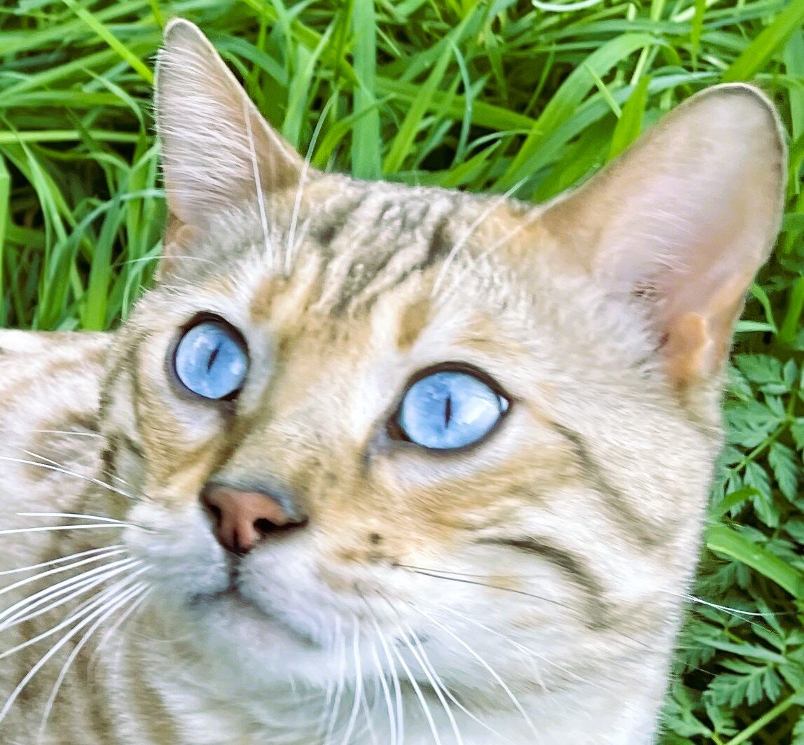 Bengal and Bengal Pixie-bob Kittens image 2