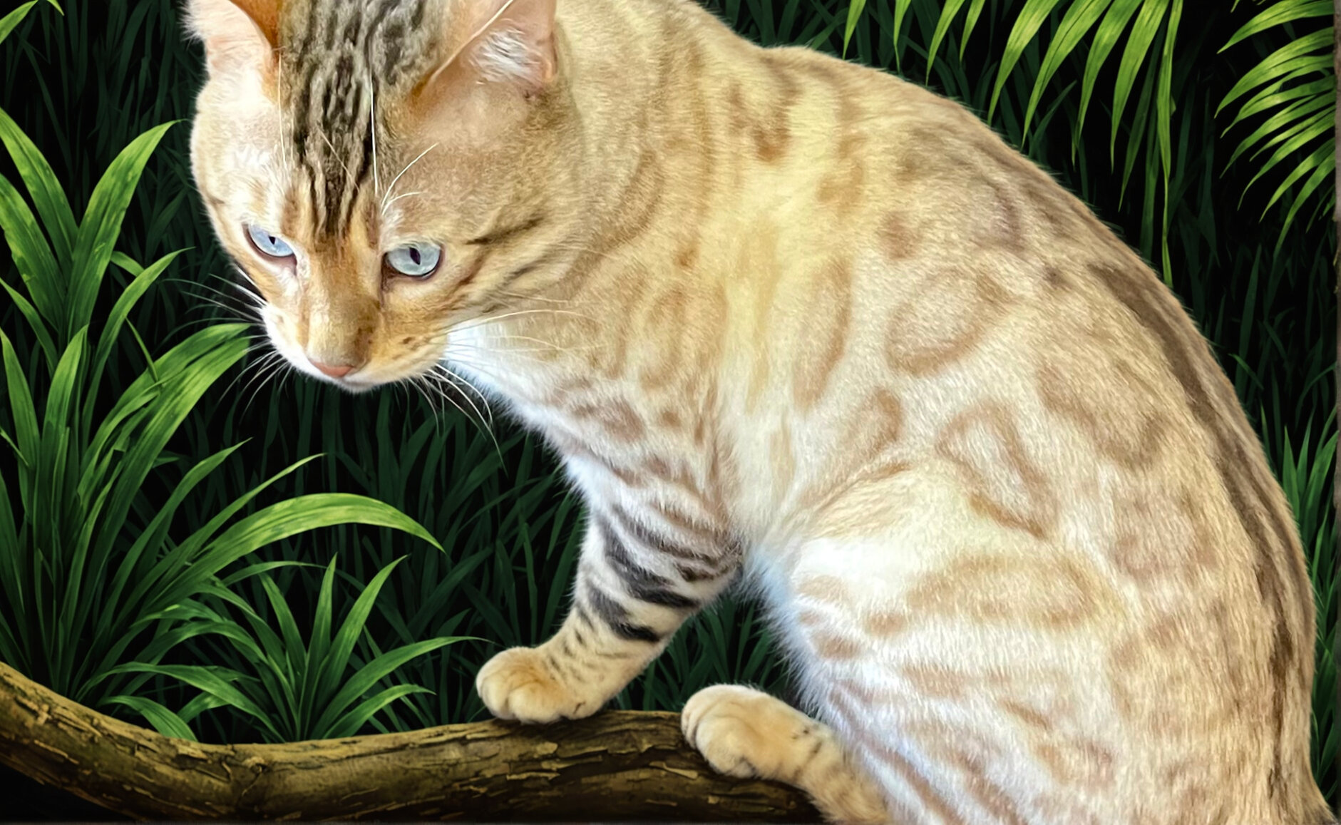 Bengal and Bengal Pixie-bob Kittens image 6