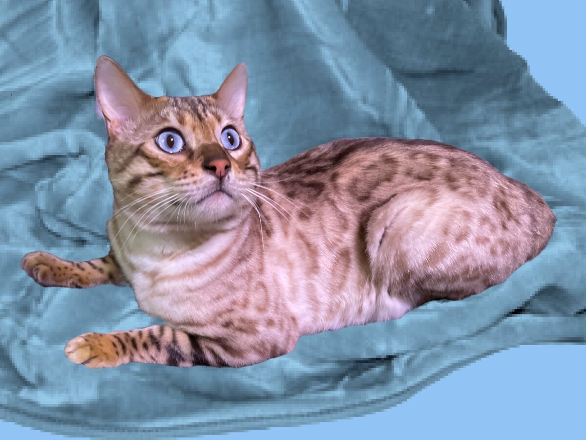 Bengal and Bengal Pixie-bob Kittens image 1